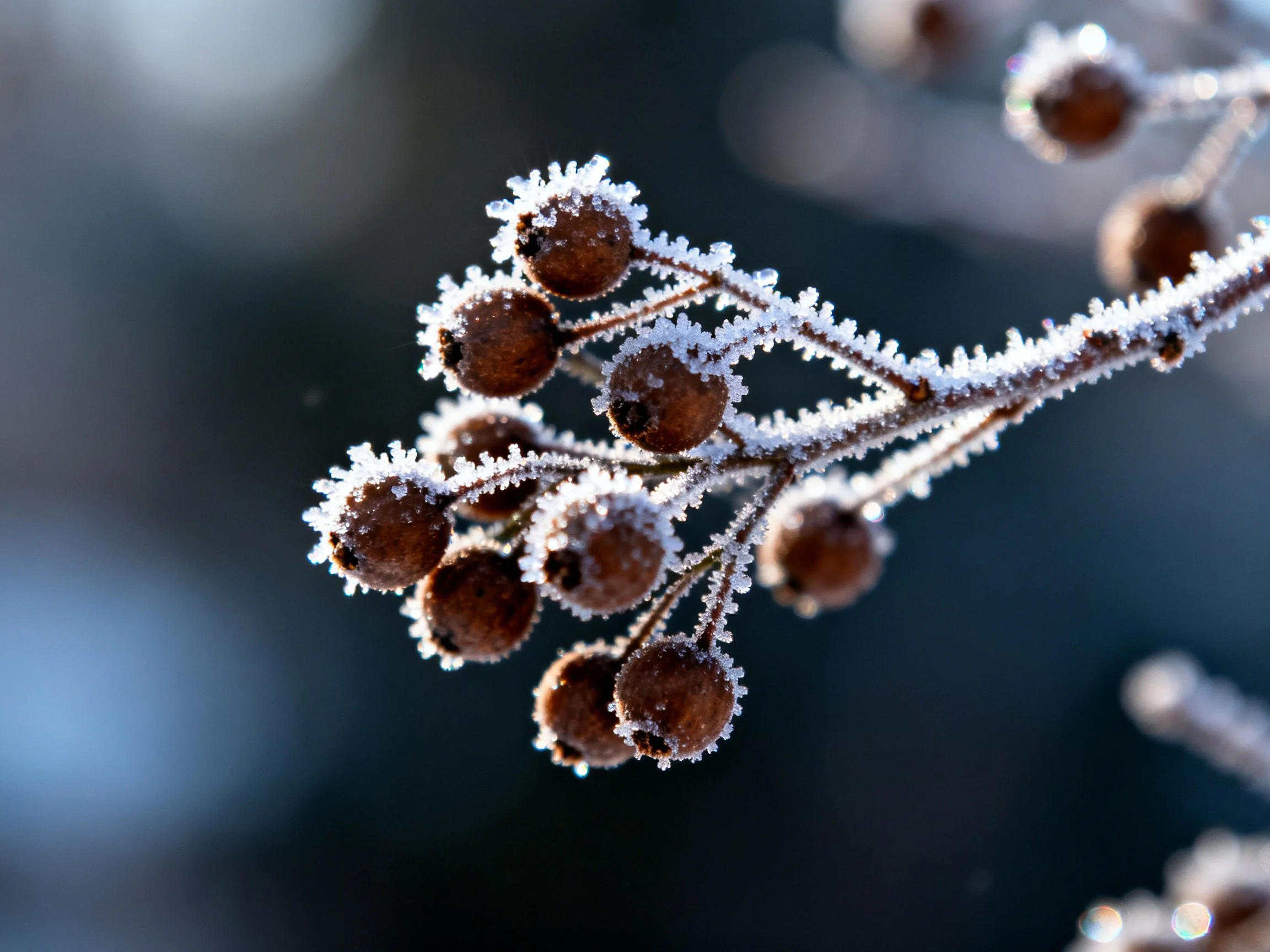 Frosted berries on branch with crystalline ice coating