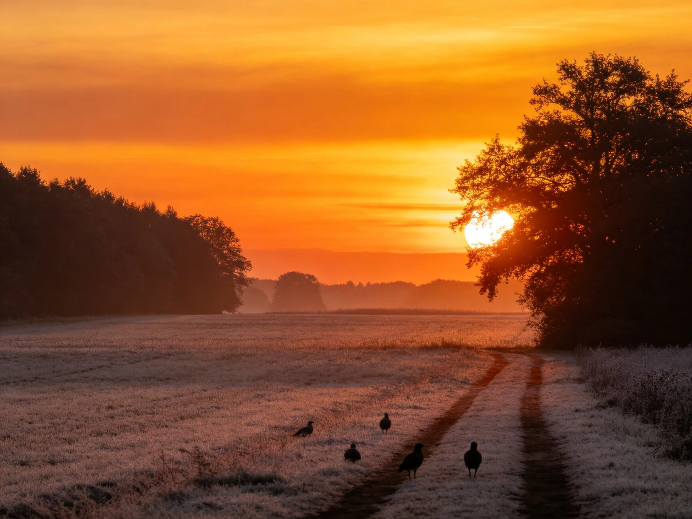 Frosty Field Sunset With Silhouetted Birds and Large Tree