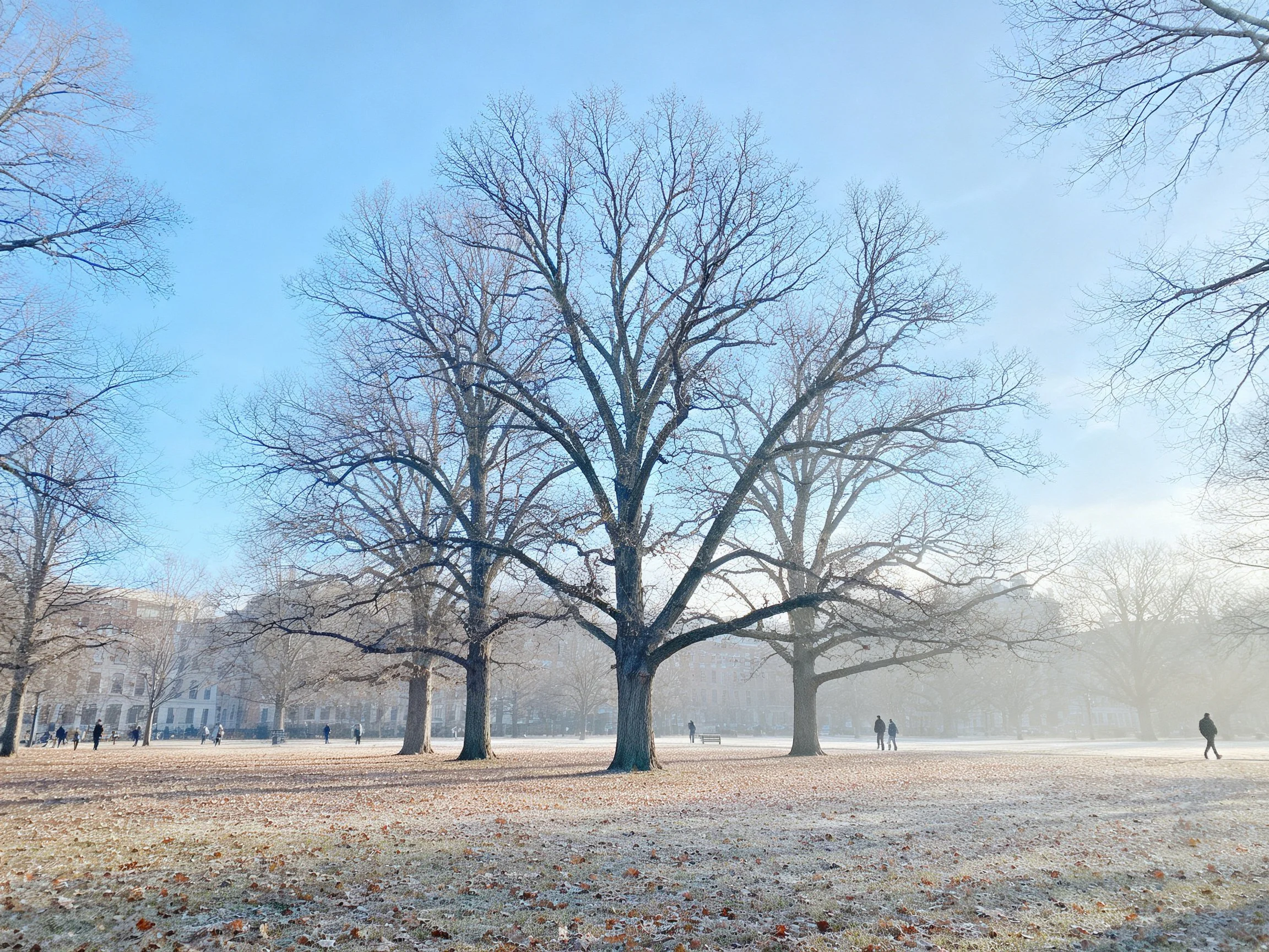 Frosty Winter Park with Large Bare Trees