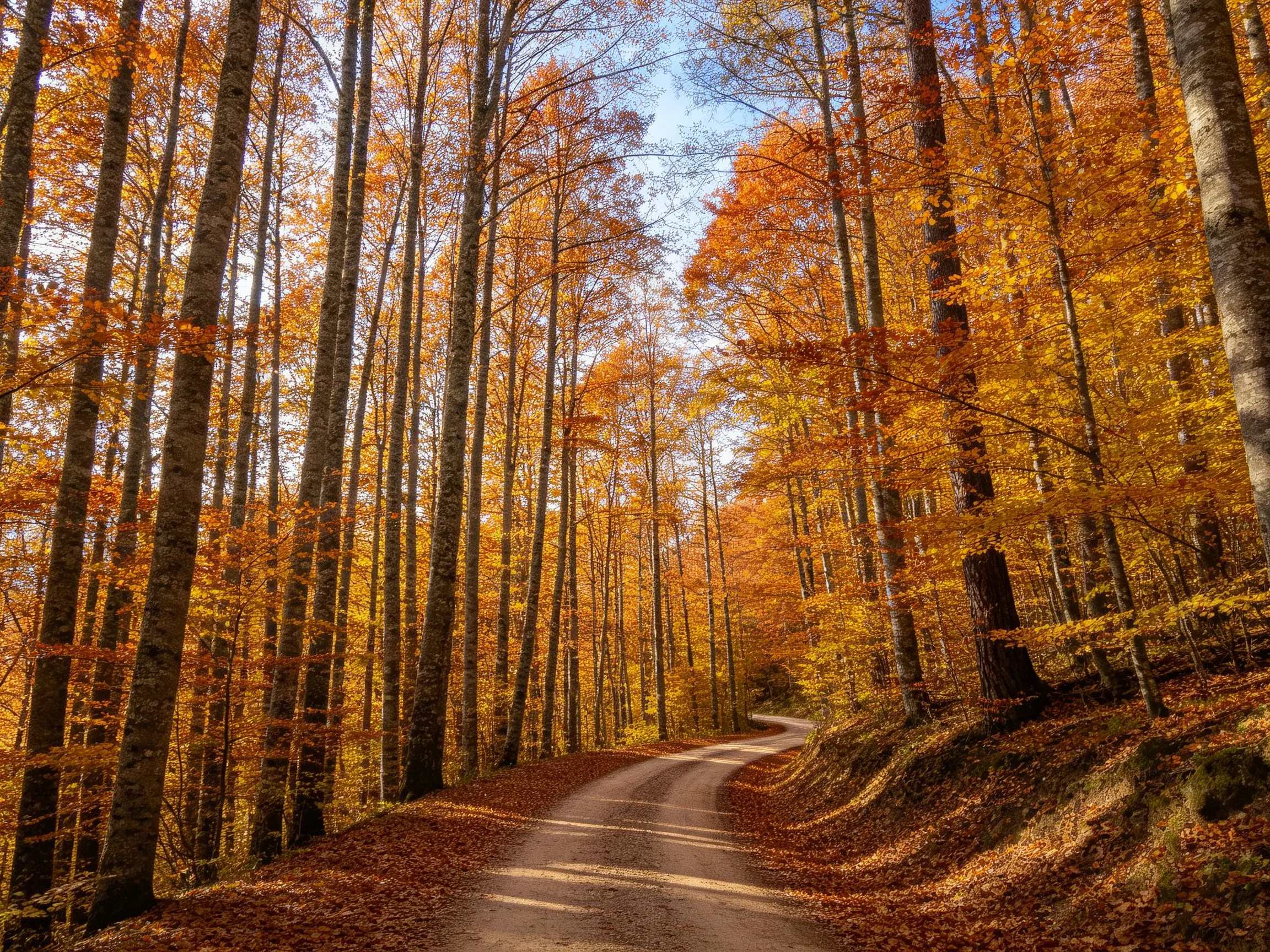 Golden Autumn Forest Path Through Tall Trees