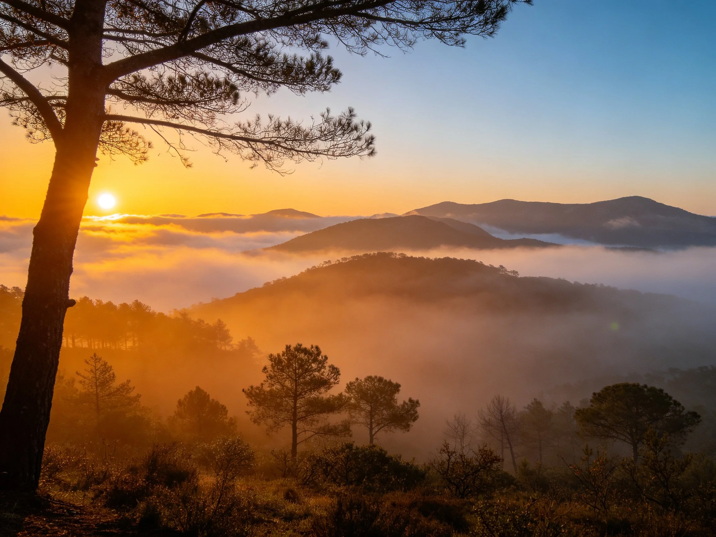 Golden Hour Misty Mountain Valley with Tall Pine Trees
