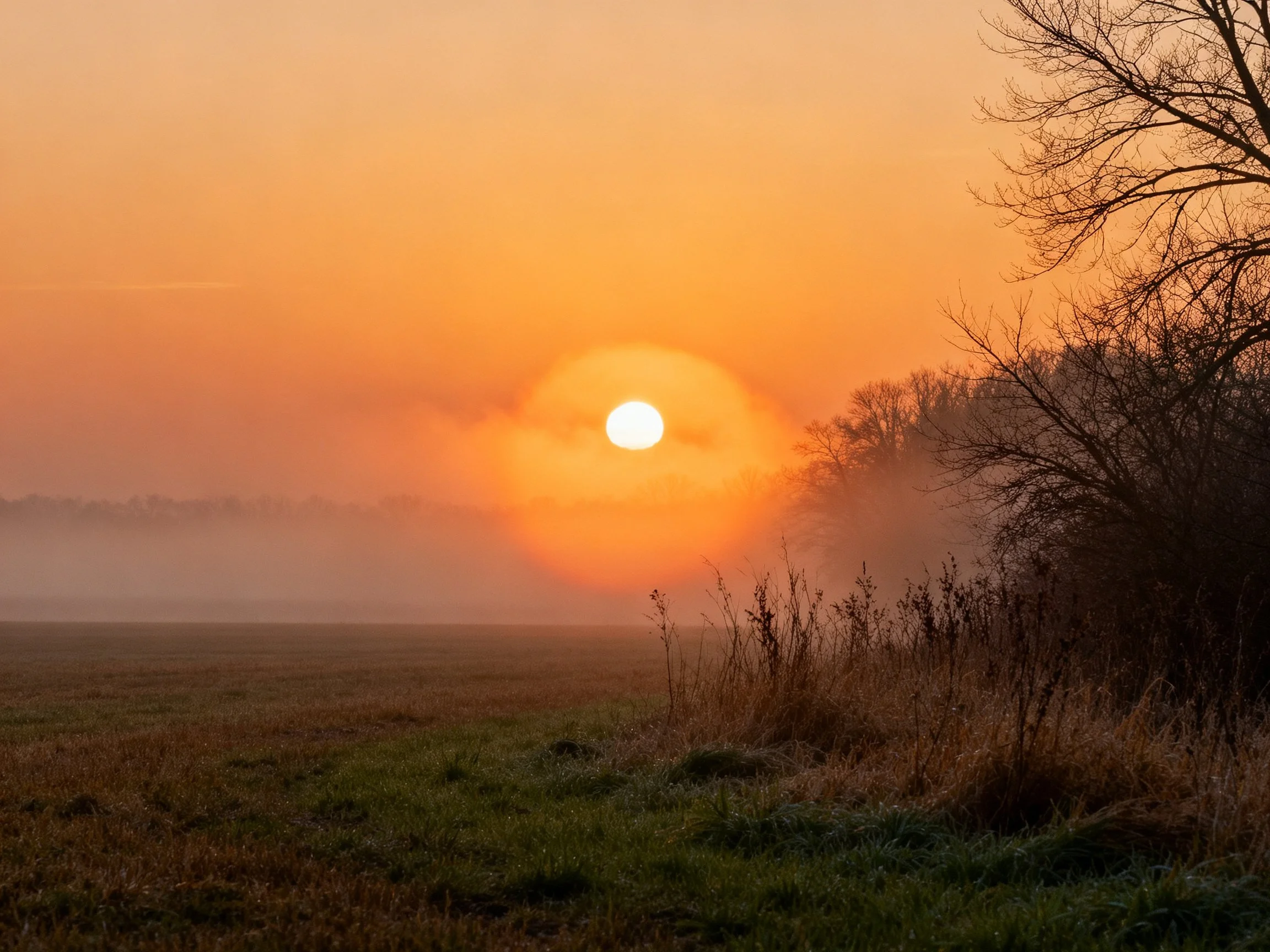 Golden Sunrise Over Mist-Covered Field With Silhouetted Trees