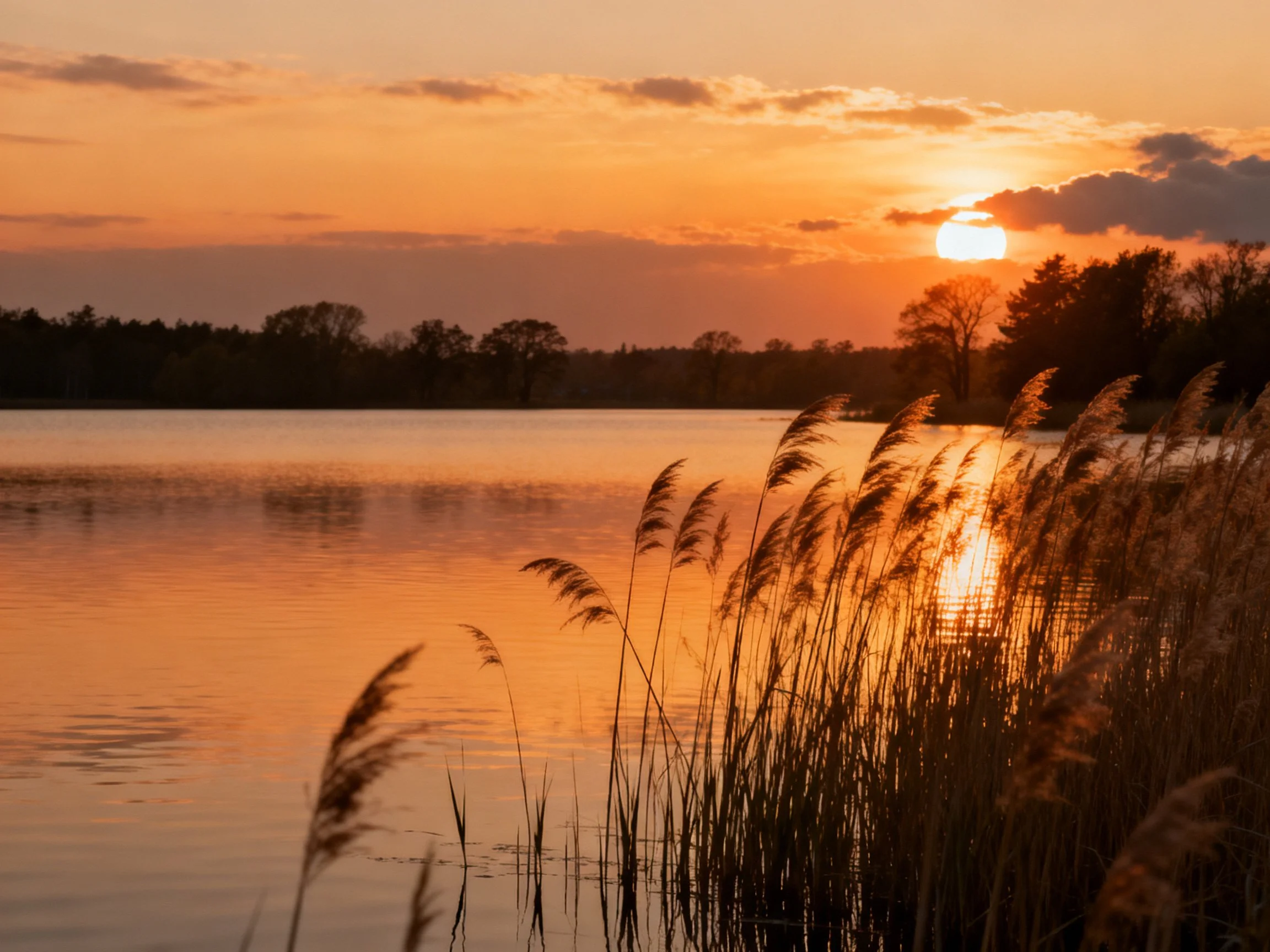 Golden Sunset Over Calm Lake With Tall Reeds
