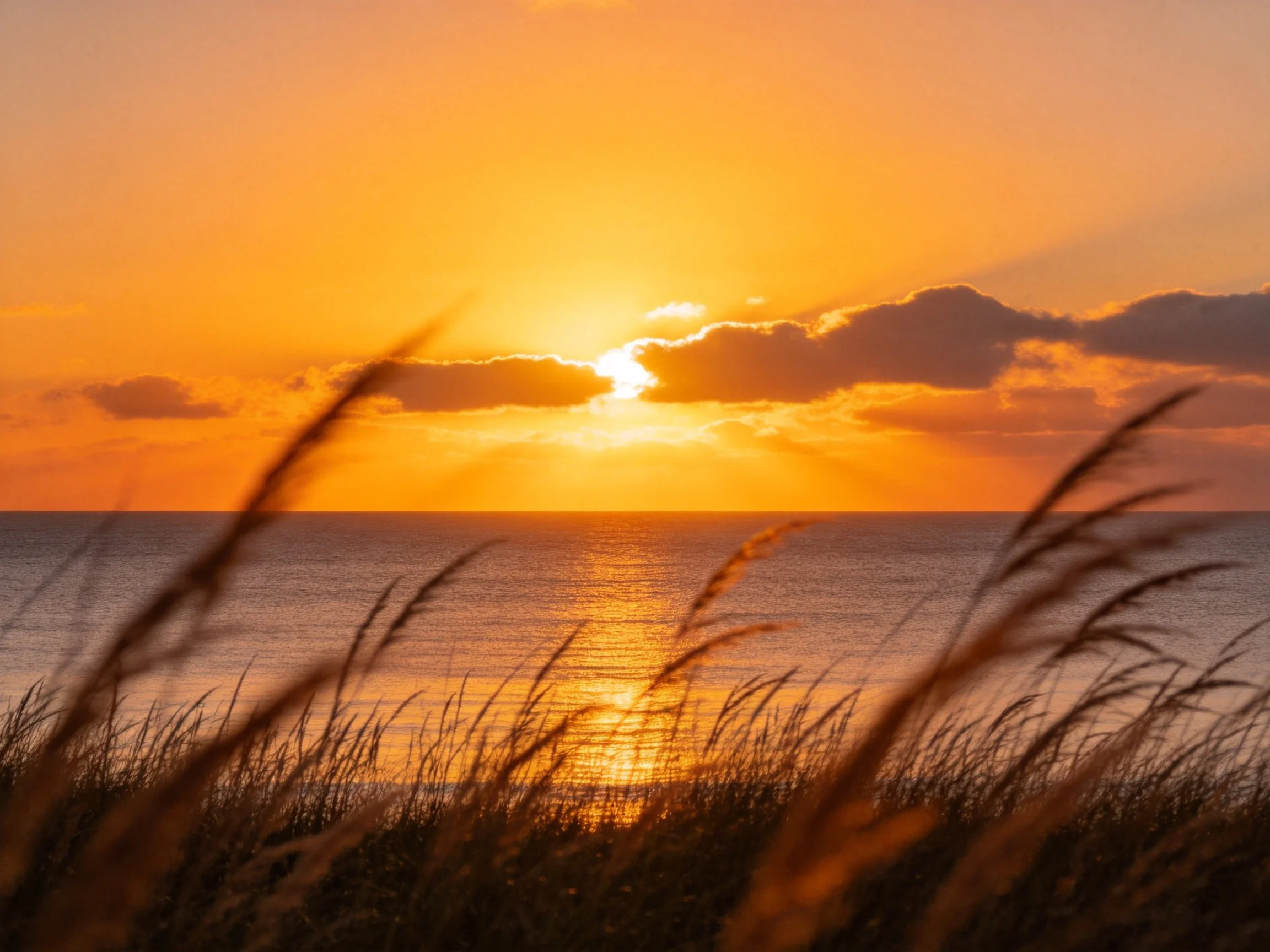 Golden Sunset Over Ocean With Silhouetted Grasses