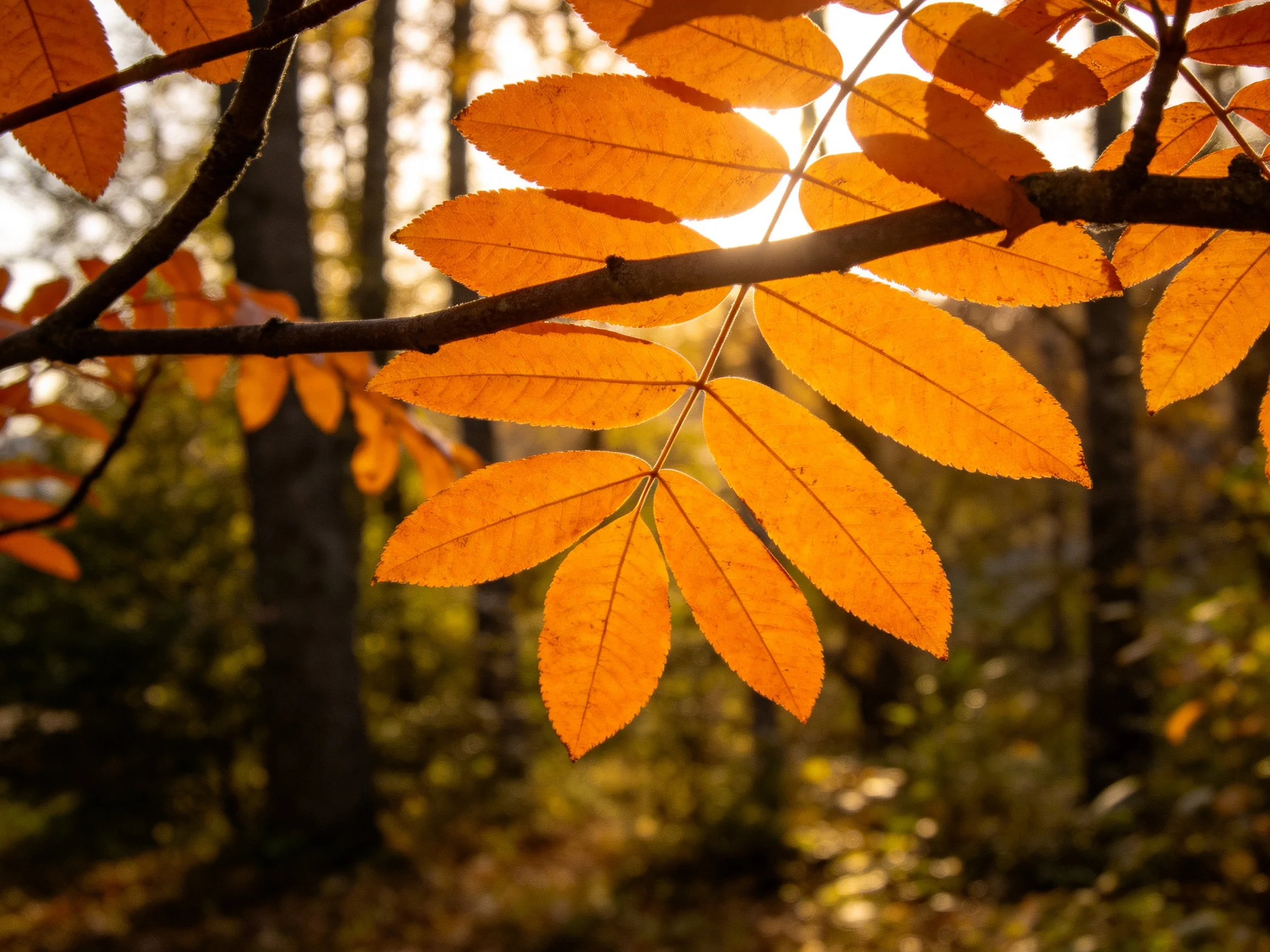 Golden autumn leaves glowing in sunlit forest clearing