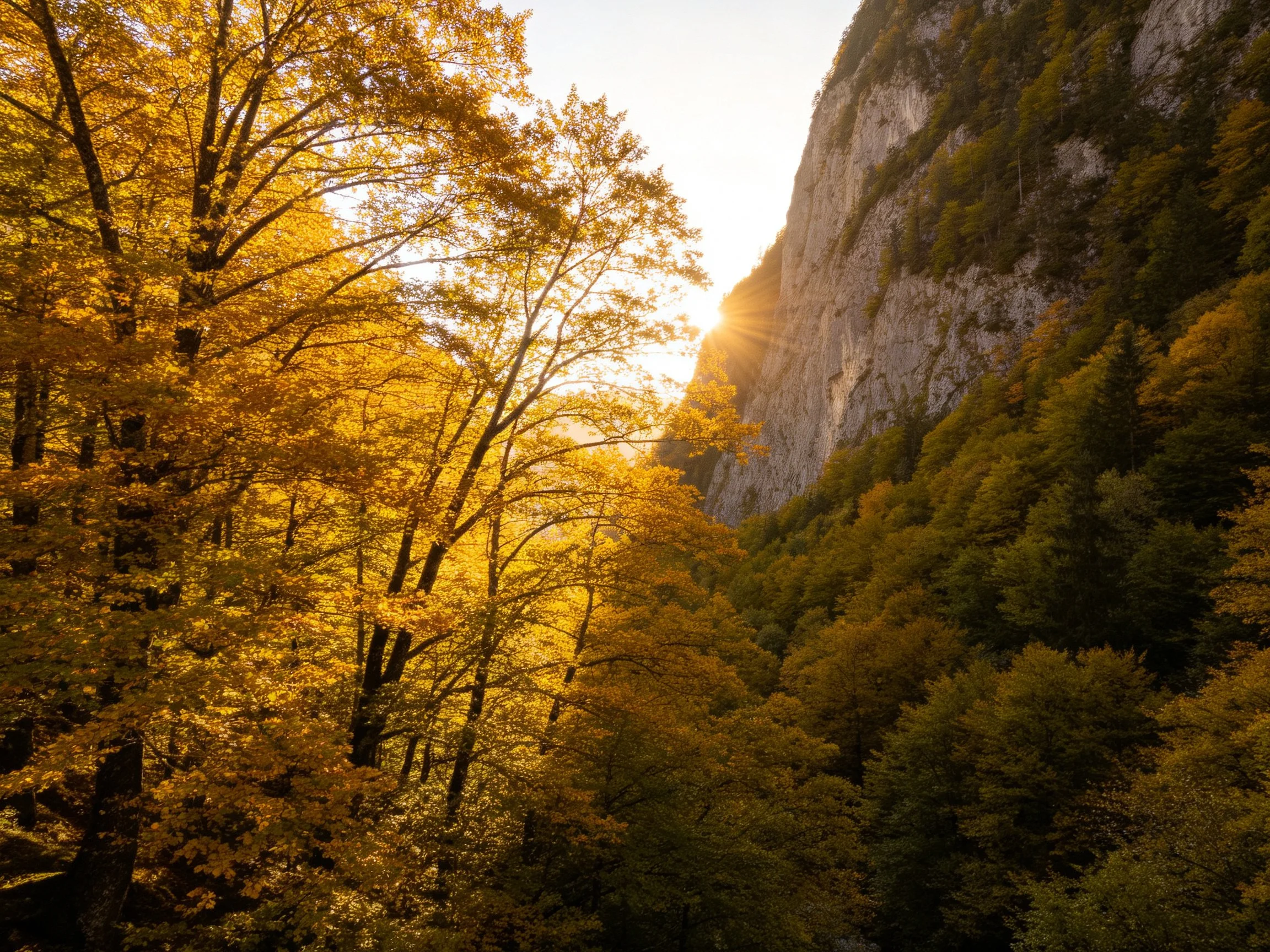Golden autumn trees illuminate a rocky cliffside valley