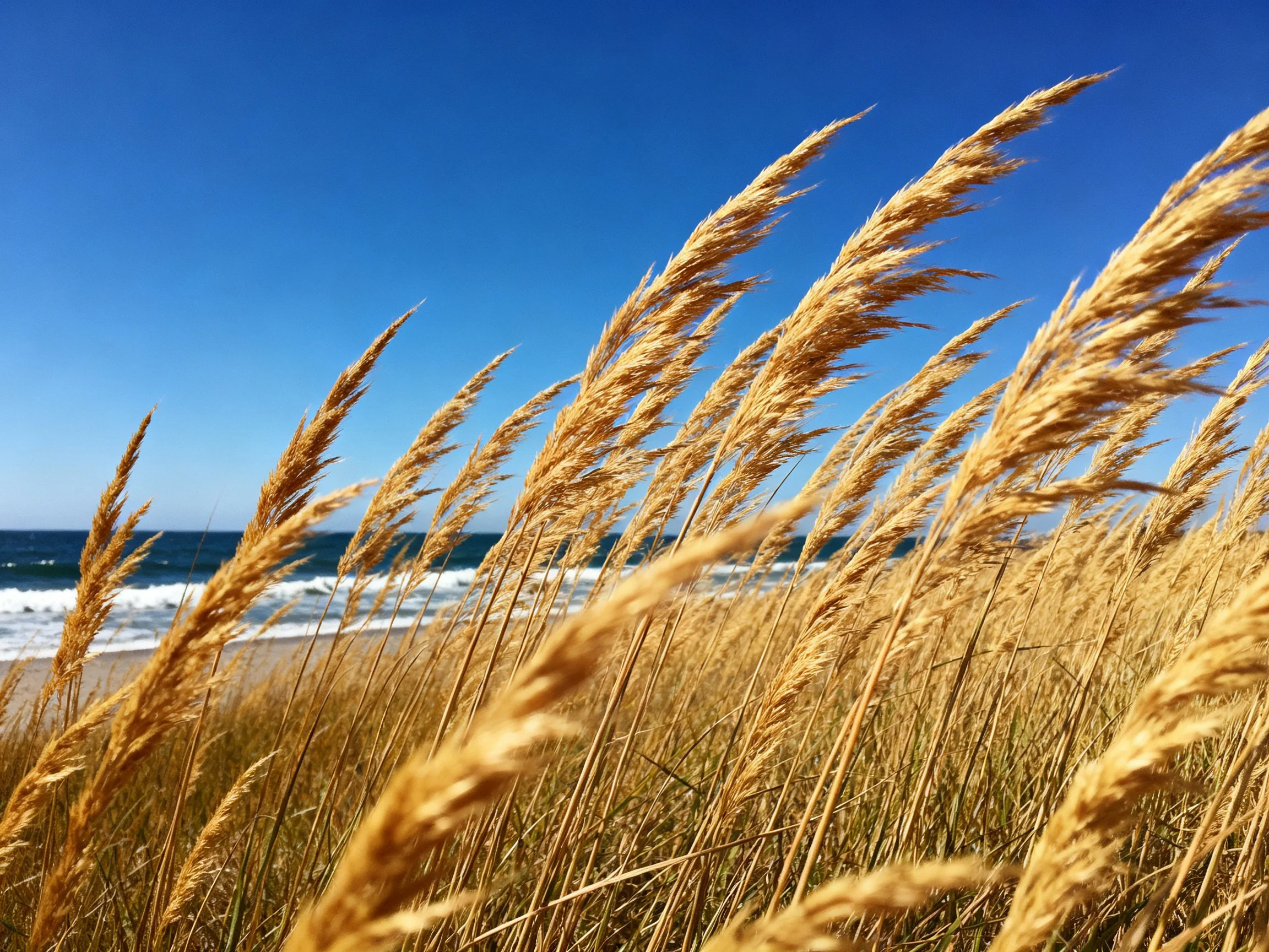 Golden beach grasses swaying near turquoise ocean under bright blue sky