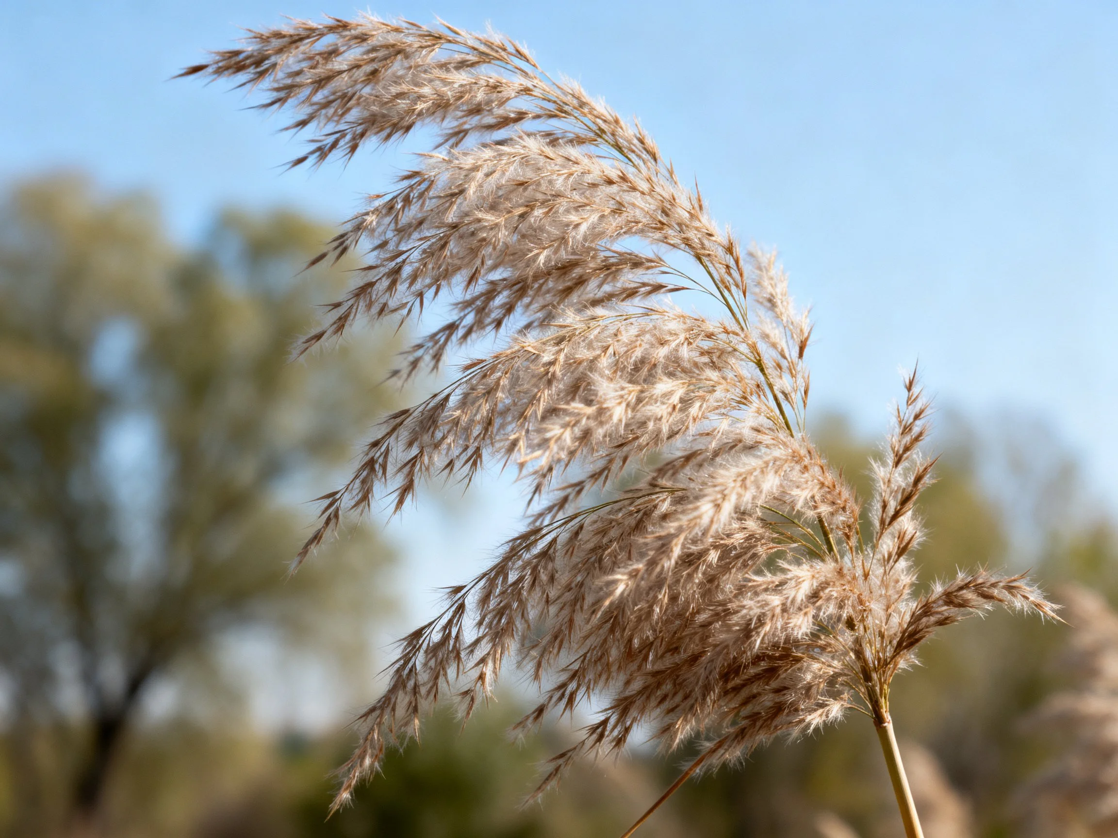Golden-brown tall grasses sway against clear blue sky