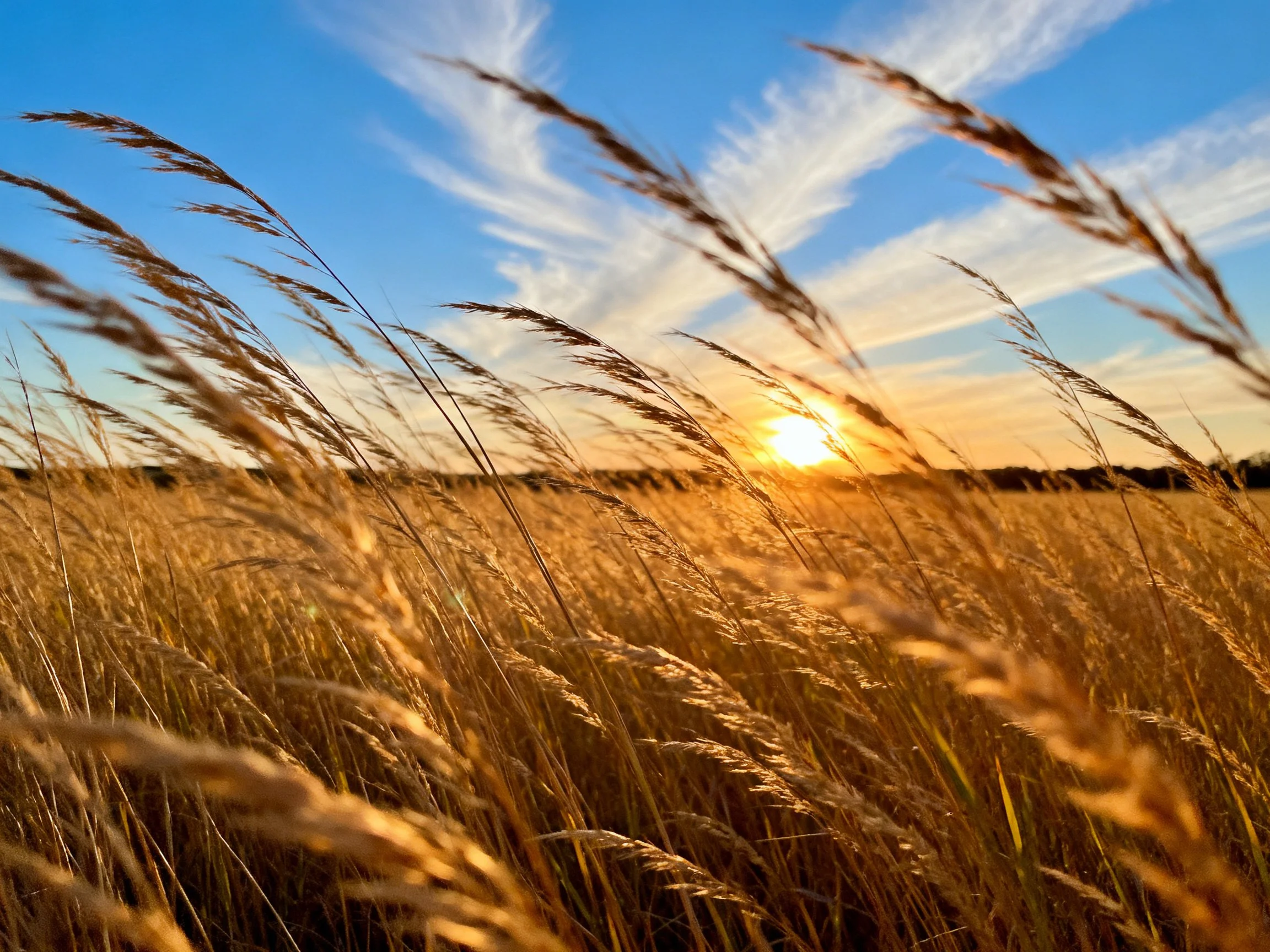 Golden grasses illuminated by sunset over blue sky