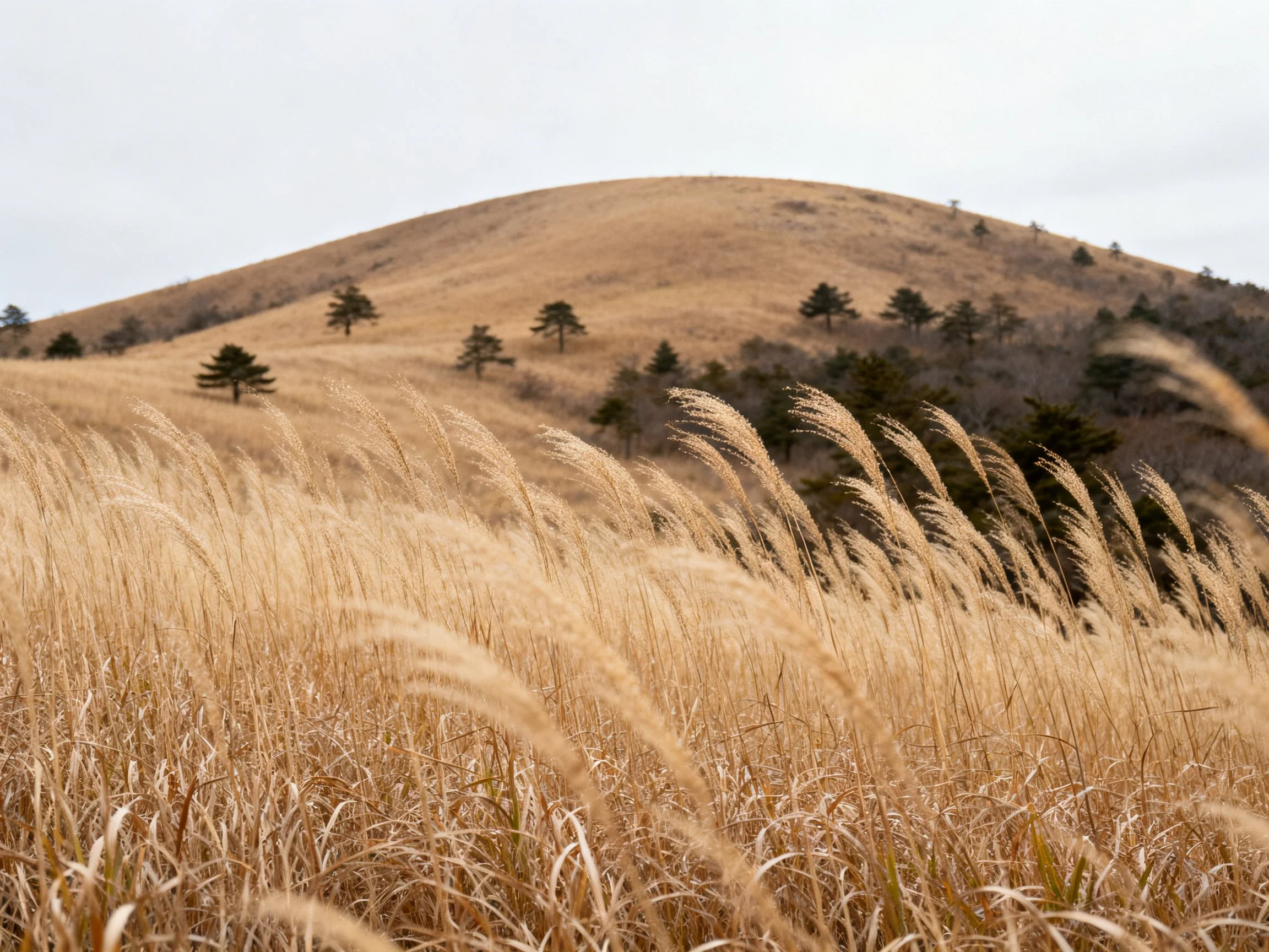 Golden grasses sway beside a rolling hill with scattered trees