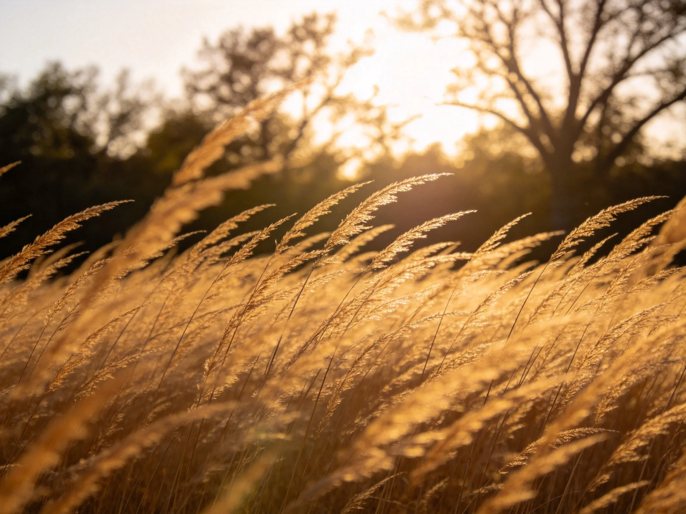 Golden grasses sway in a sunlit meadow near trees