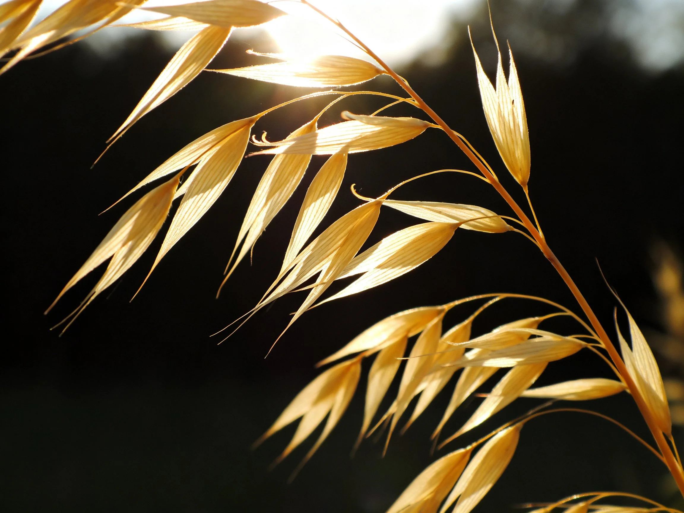 Golden oat stalks illuminated by bright sunlight against dark backdrop