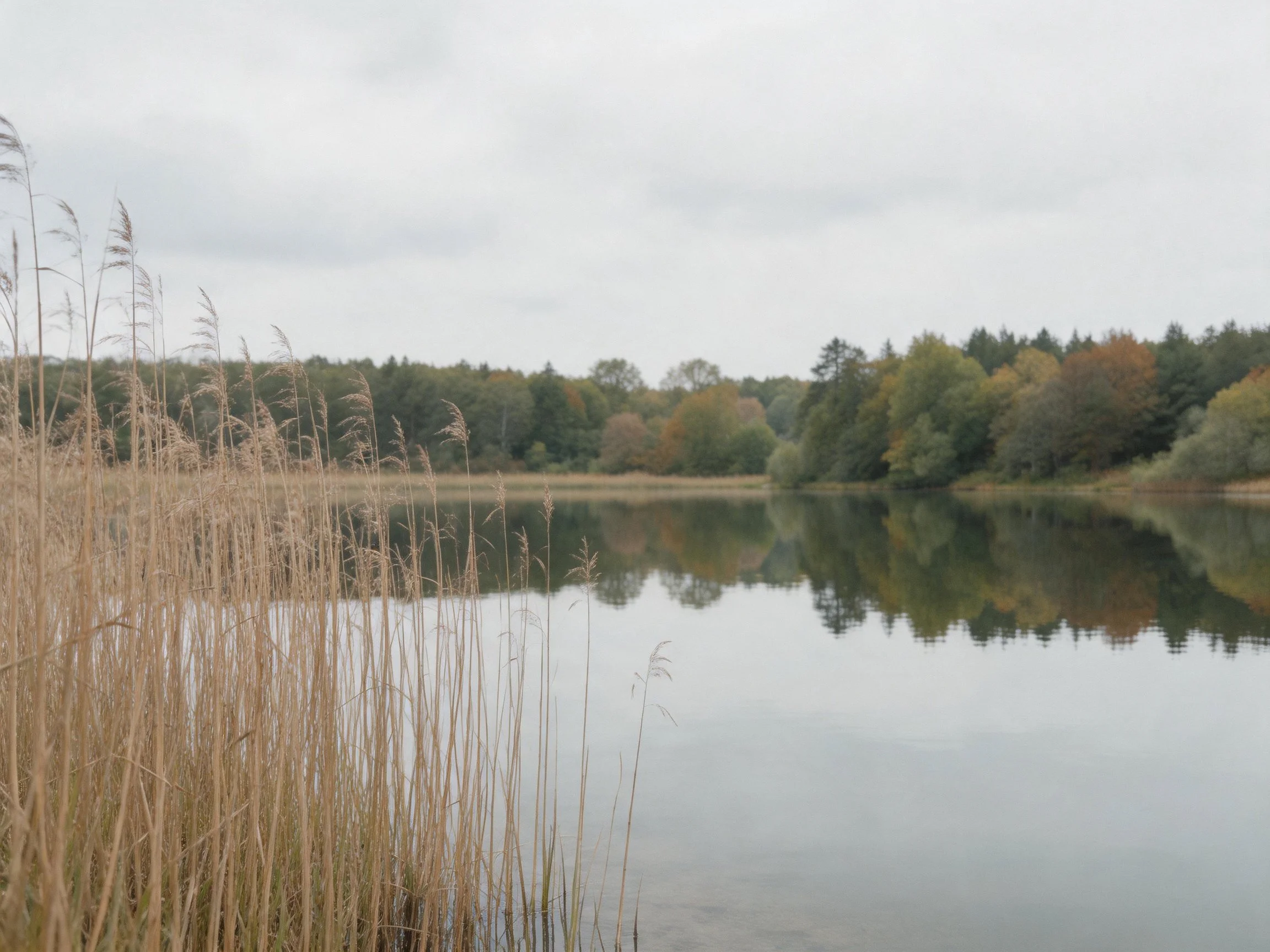 Golden reeds near a calm lake with autumn-colored trees under an overcast sky