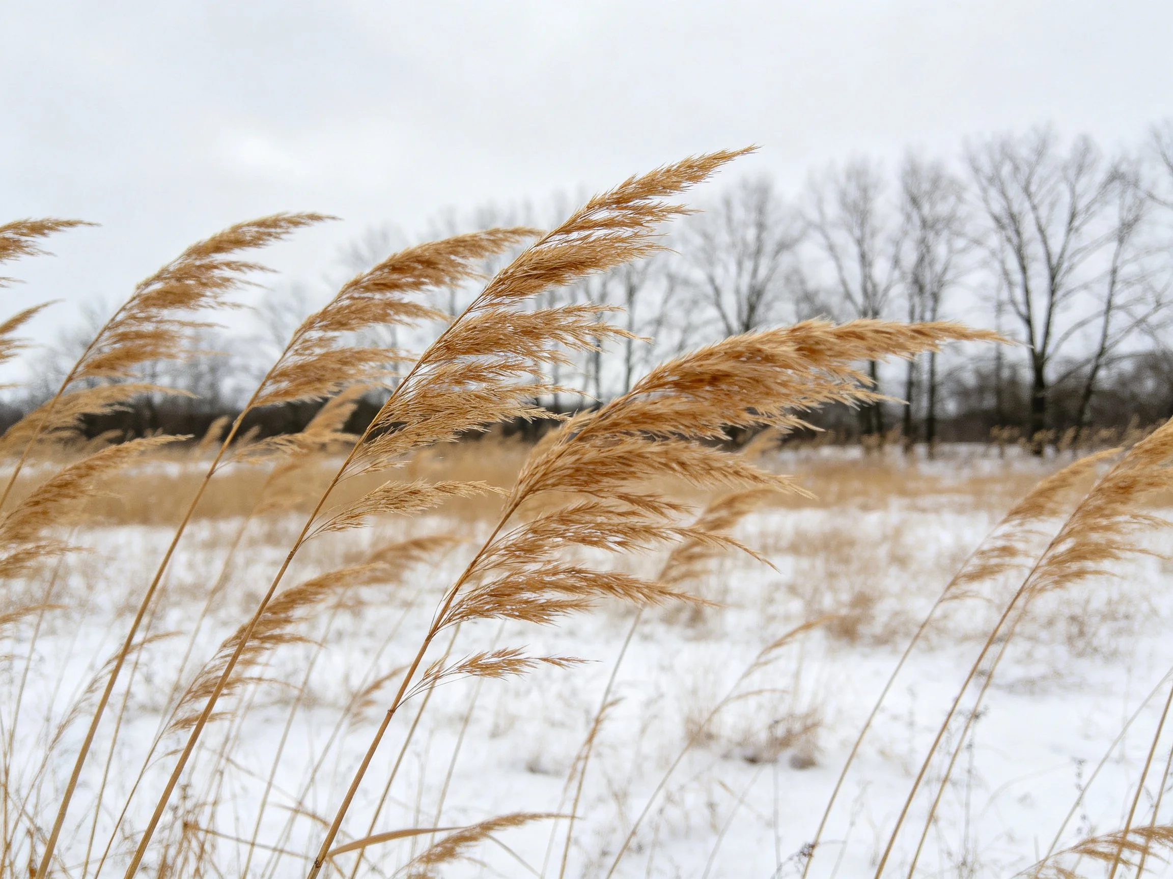 Golden reeds sway in a snow-dusted field near leafless trees