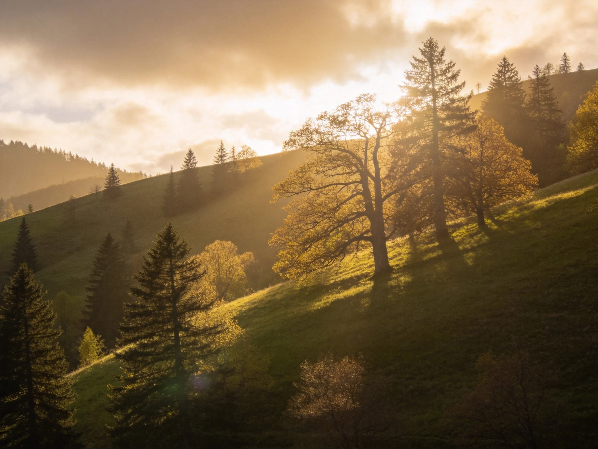 Golden sunlight over forested rolling hills with diverse trees