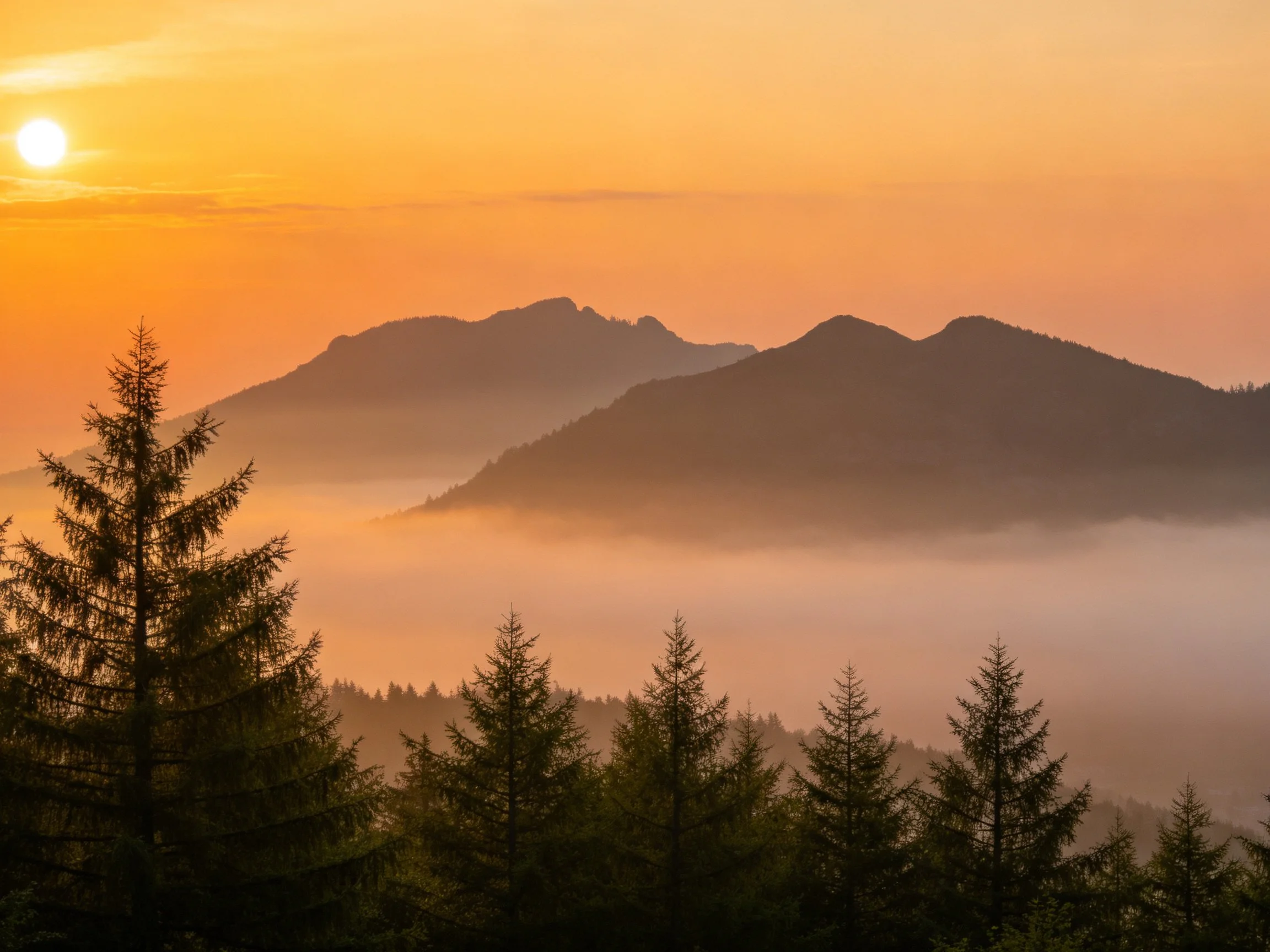Golden sunrise illuminates misty mountain valley with evergreen forest