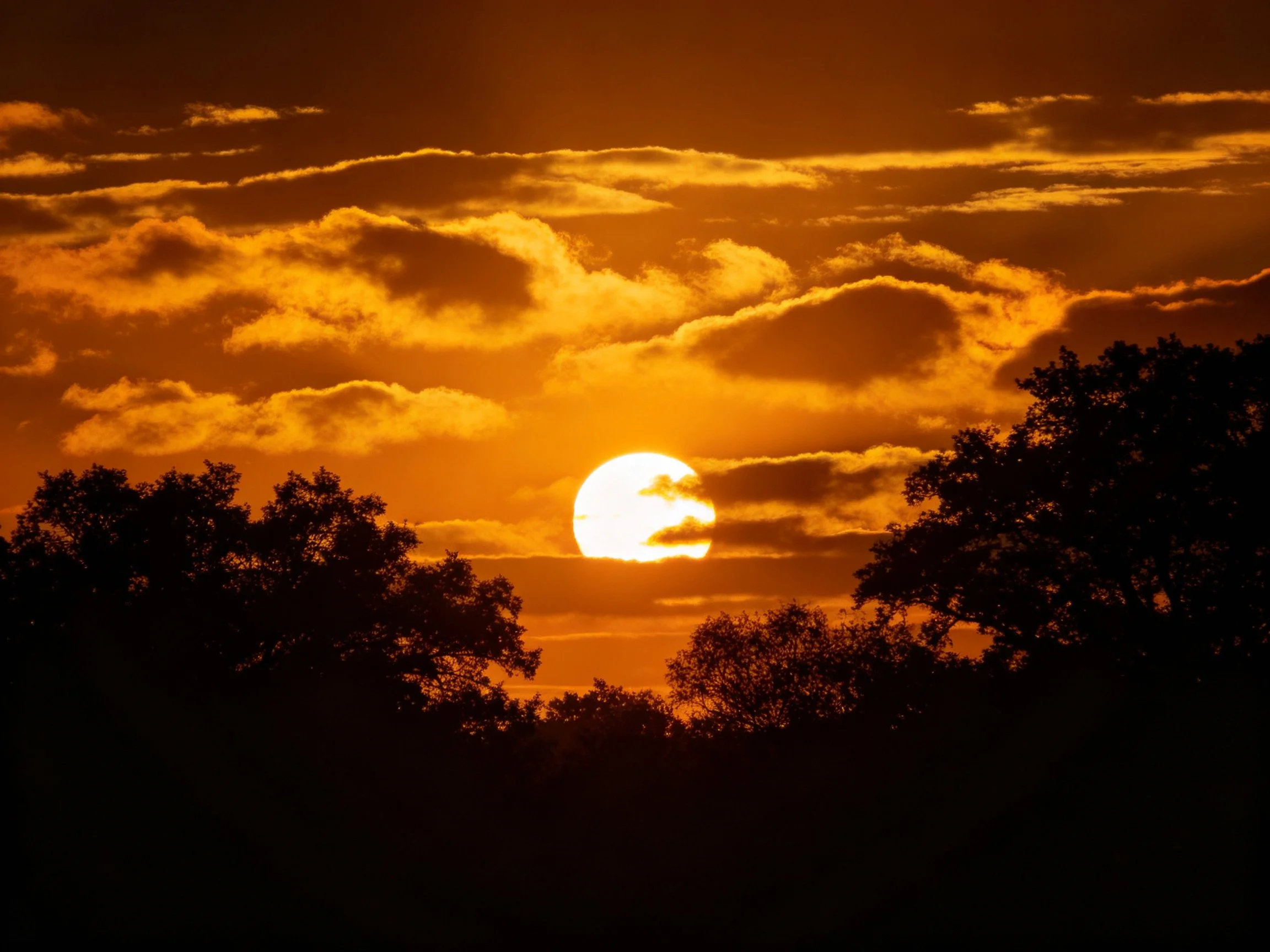 Golden sunset with dramatic cloud formations and dark tree silhouettes