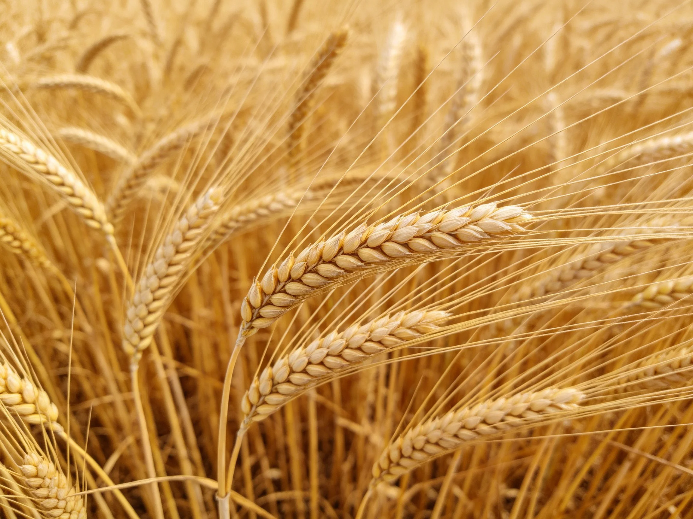 Golden wheat stalks densely packed in a sunlit field