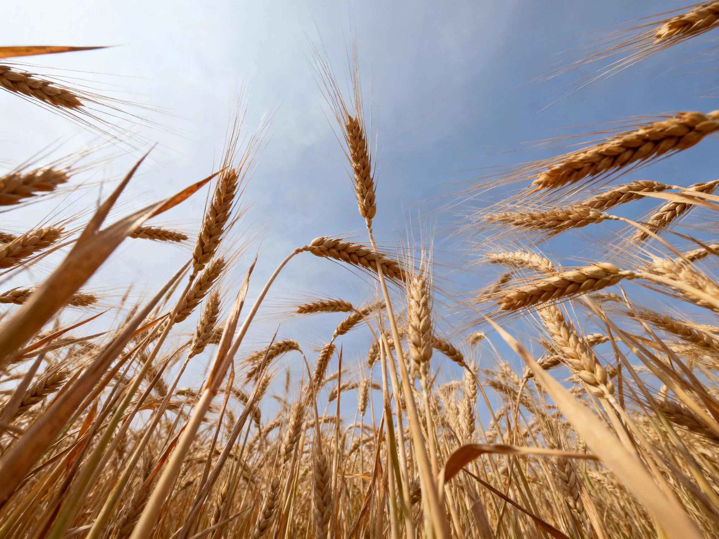 Golden wheat stalks swaying in sunlit field
