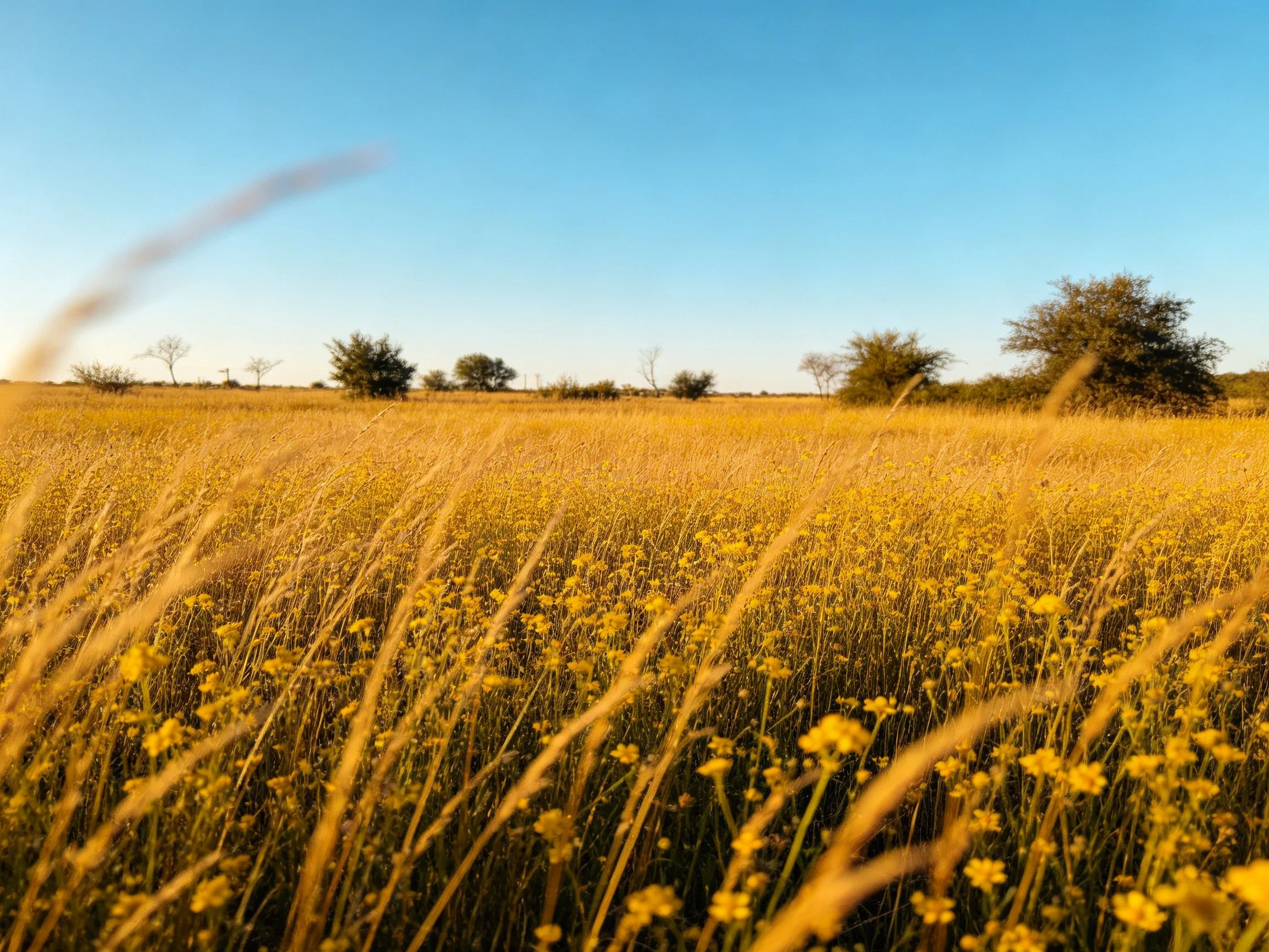 Golden wildflower meadow under clear blue sky