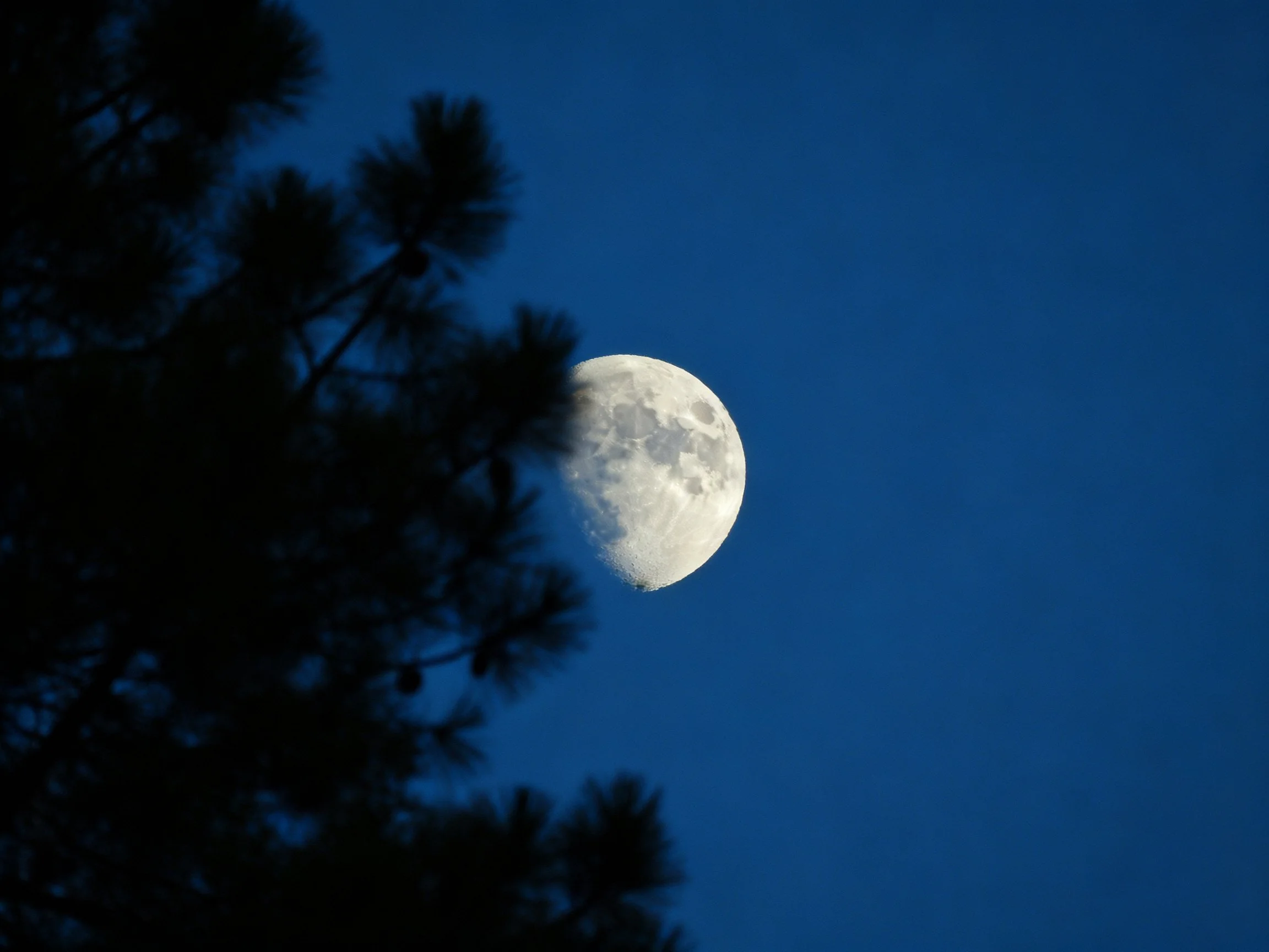 Half - moon and dark pine branches on deep blue night sky