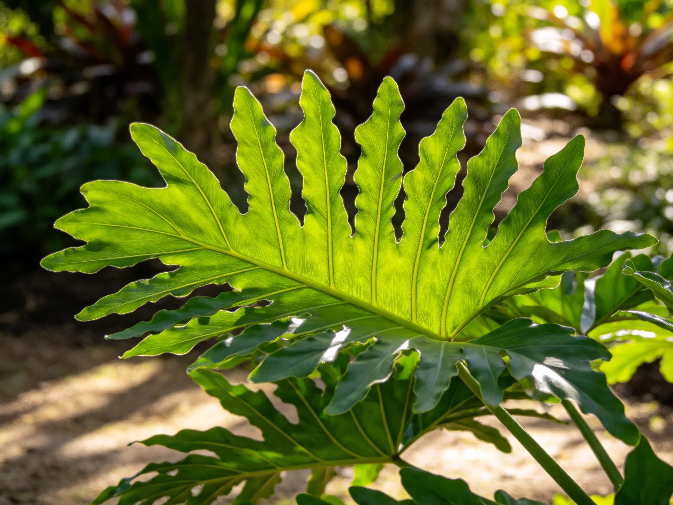 Large bright green palmate leaf with lobed edges