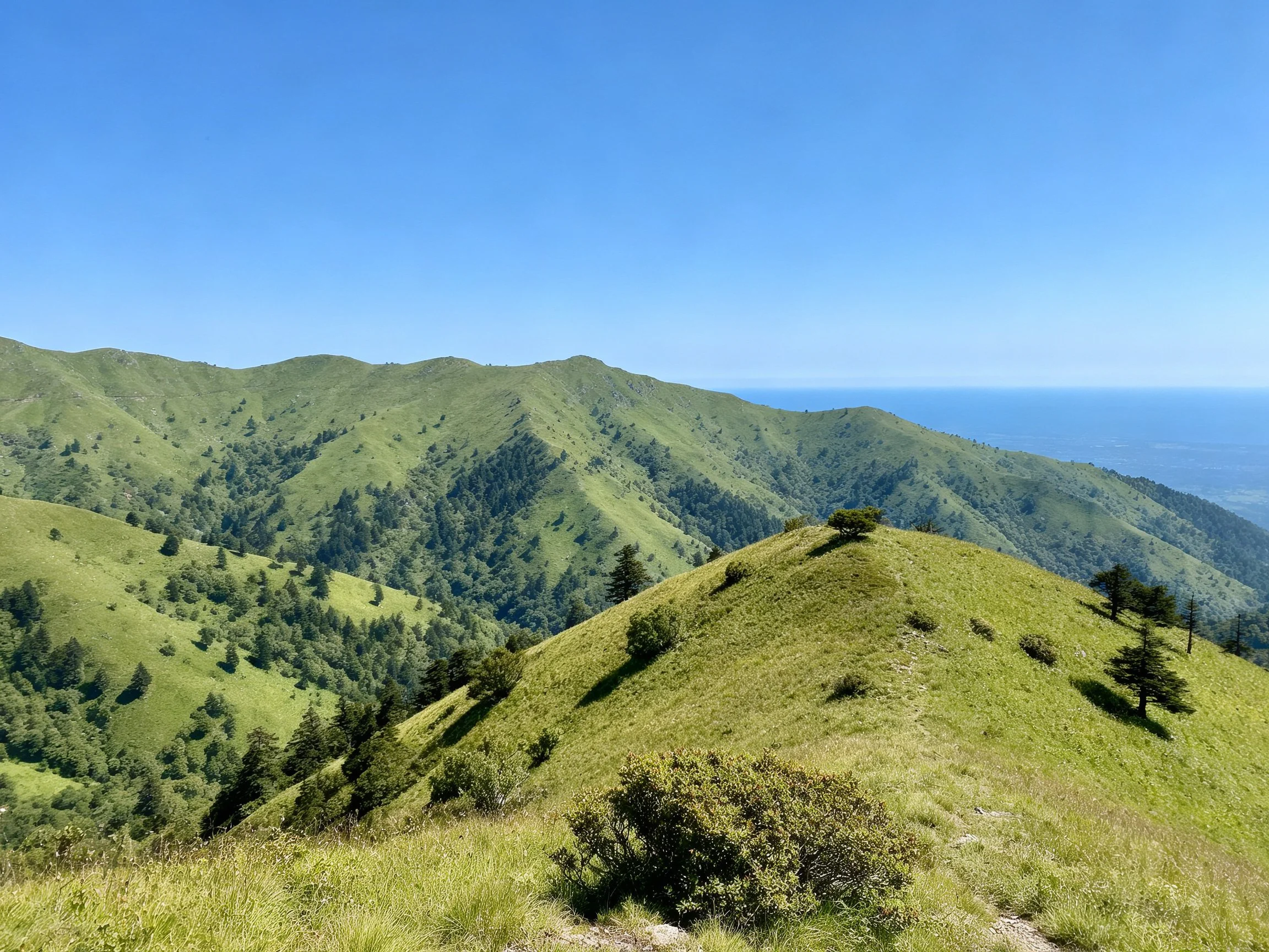 Lush Green Rolling Hills with Scattered Pine Trees