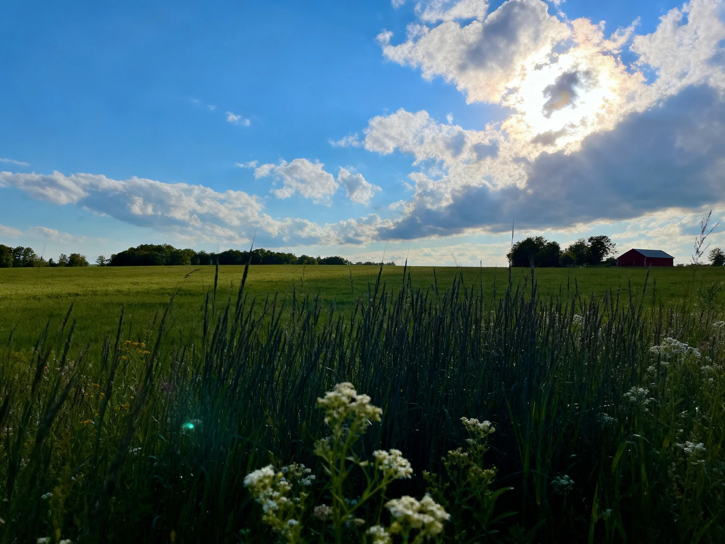 Lush green field with wildflowers, red barn, and dramatic cloud-filled sky