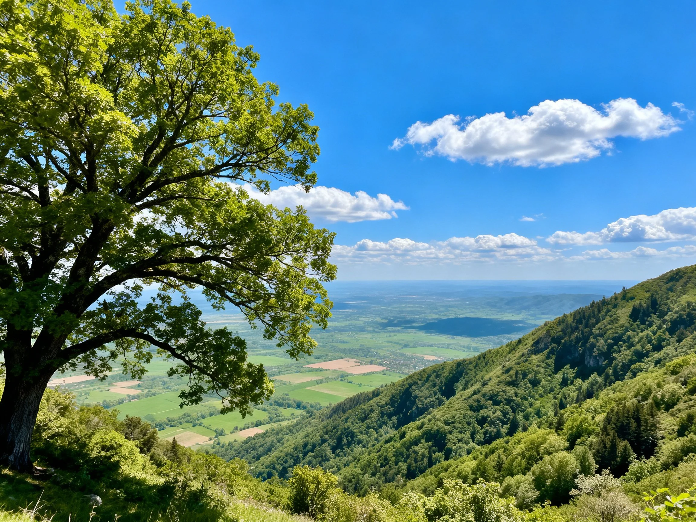 Lush green forest overlooks expansive valley with blue sky