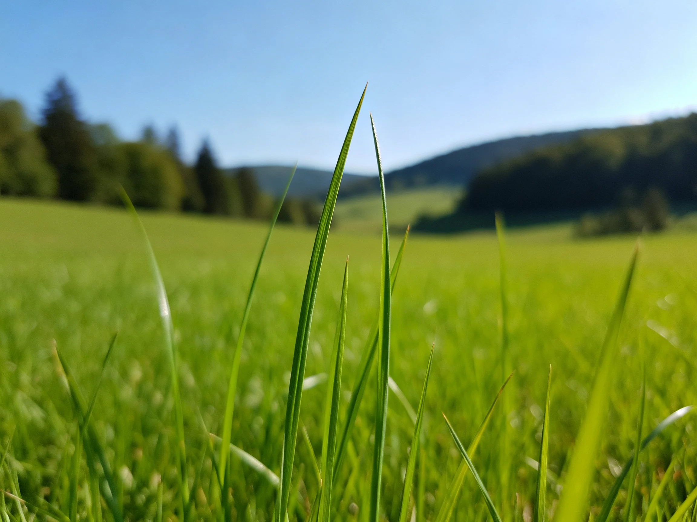 Lush green grass blades in a sunlit open landscape