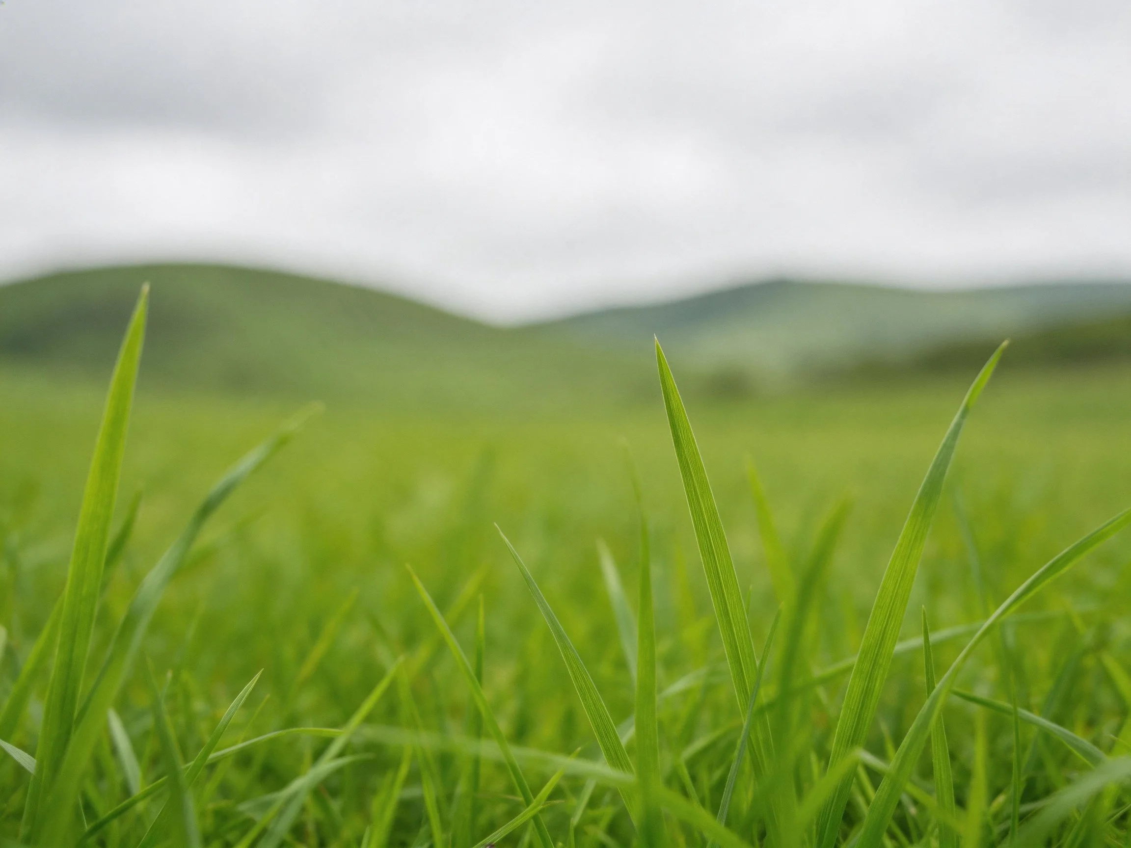 Lush green grass field with misty hill backdrop