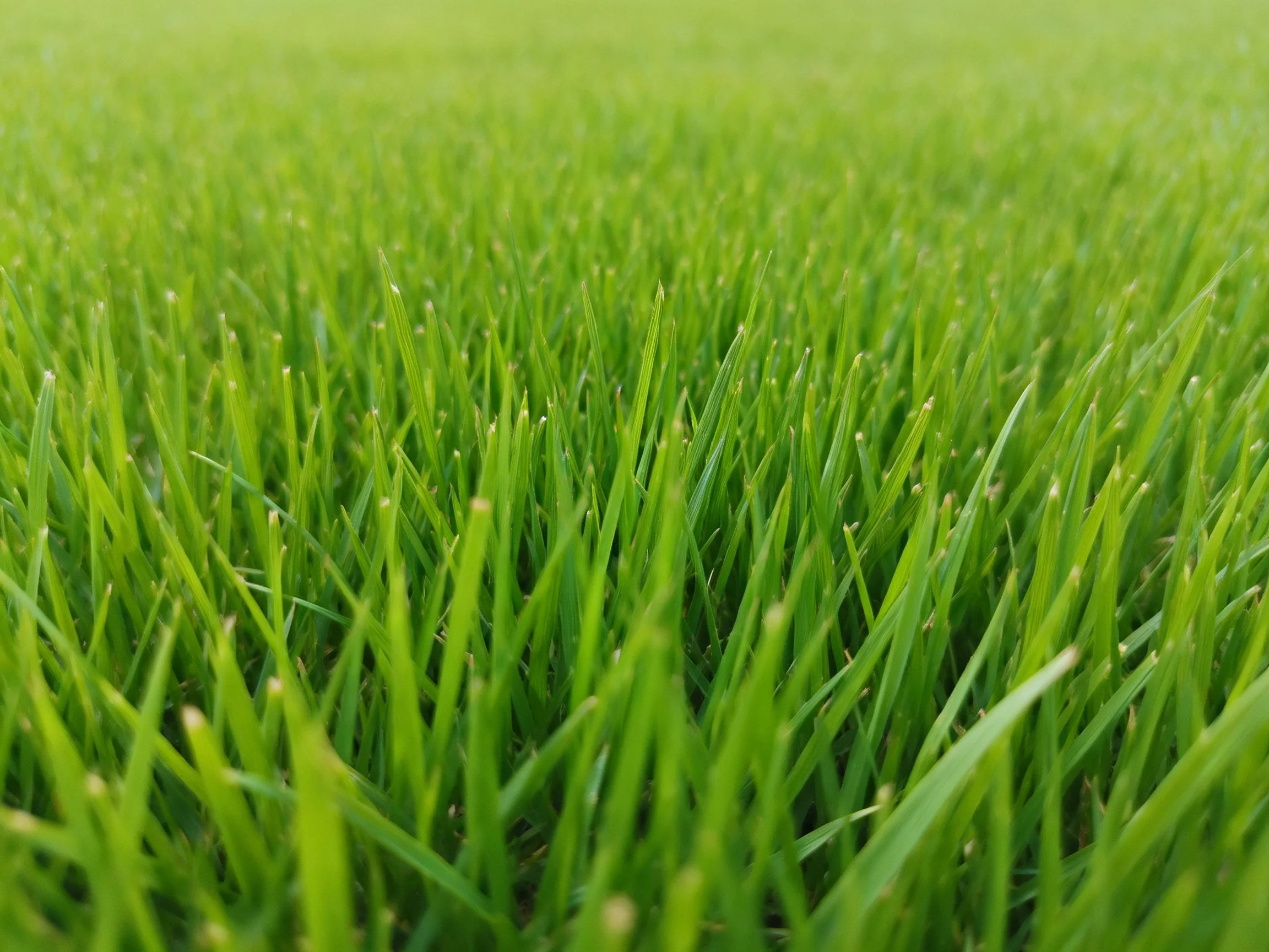 Lush green grass fills the frame with dense, fresh blades.