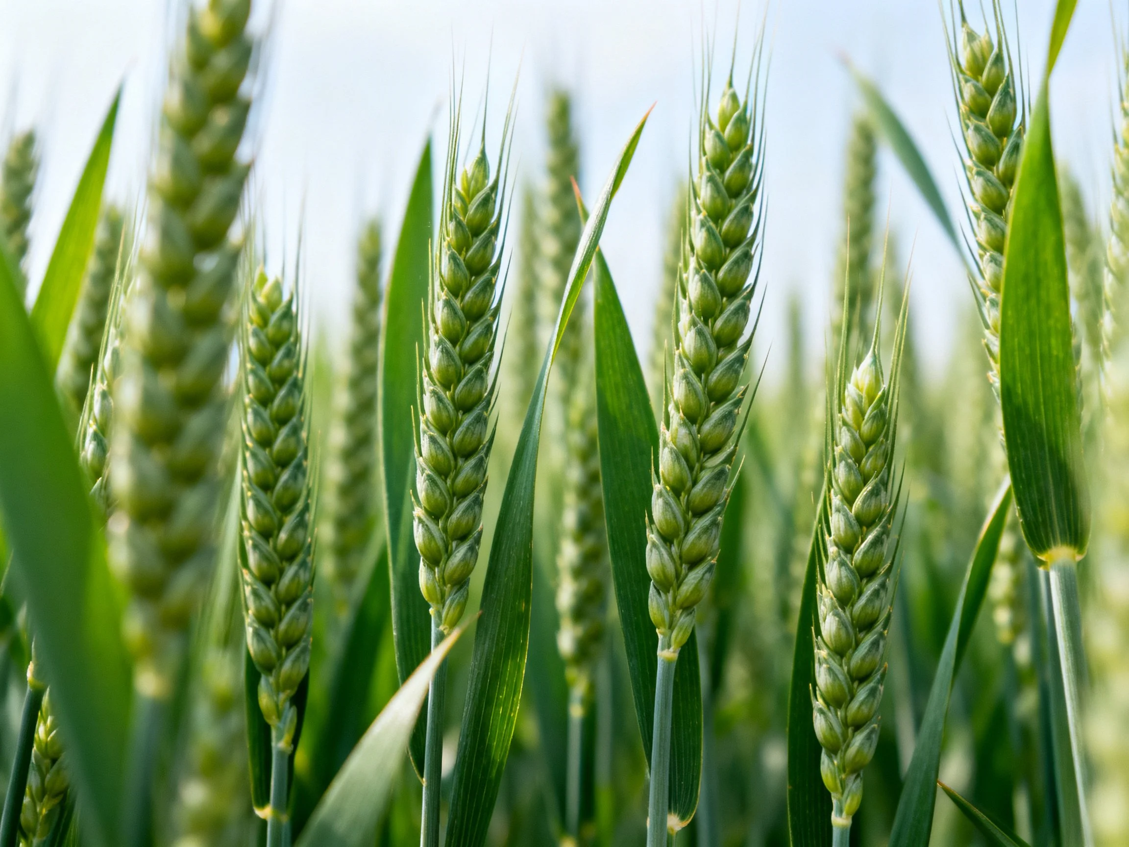 Lush green wheat stalks in a sunlit field