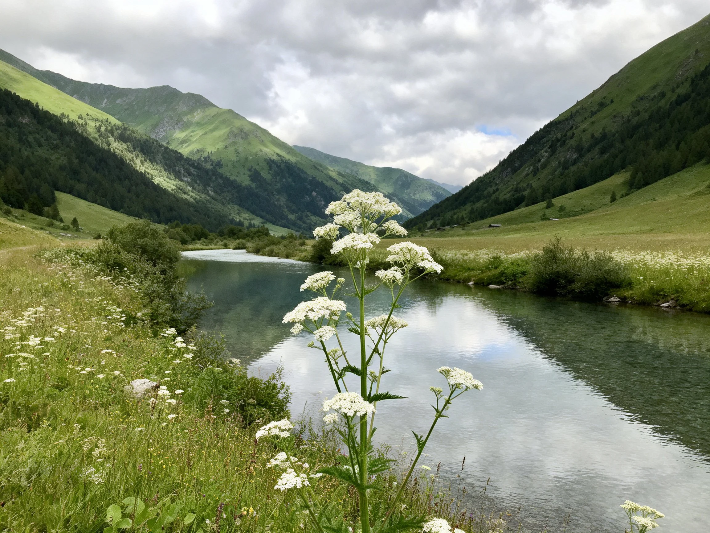 Lush valley with a winding river, green mountains, and white wildflowers