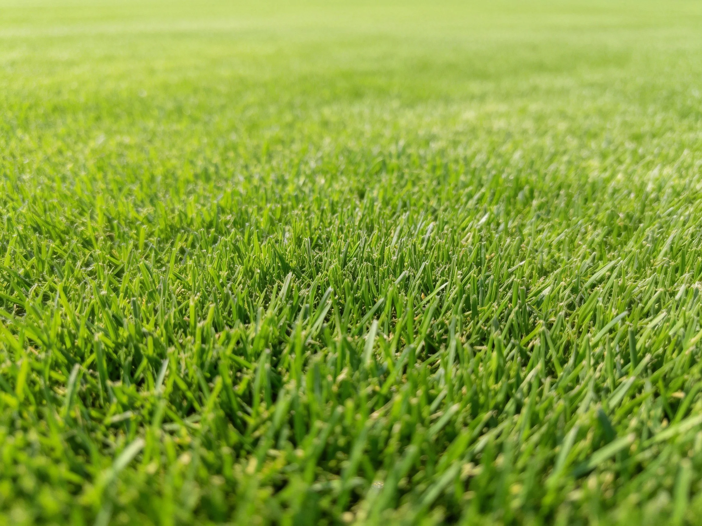 Lush vibrant green grass field with dense, well-grown blades