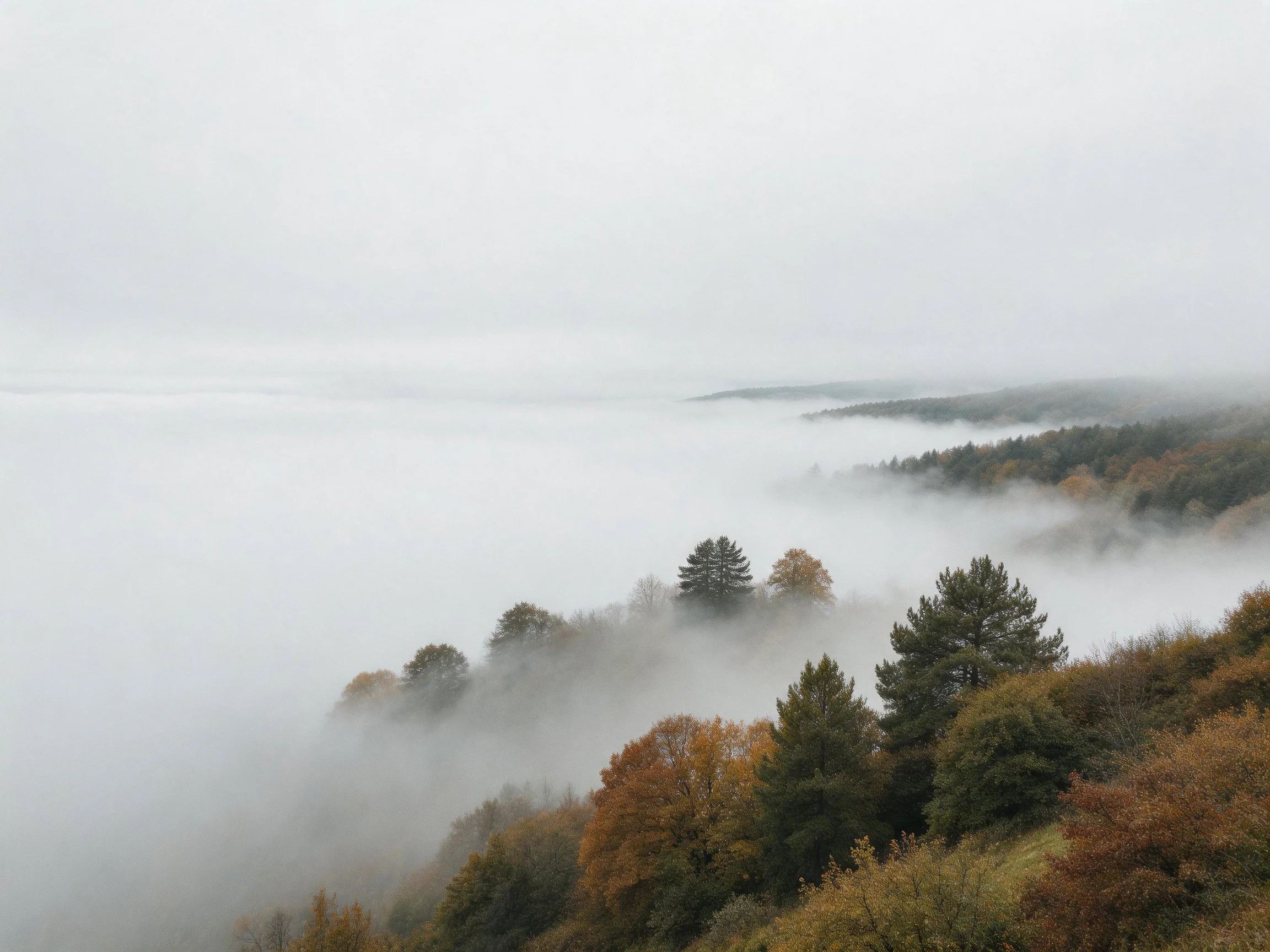 Misty Forest Valley with Autumn-Colored Trees and Dense Fog