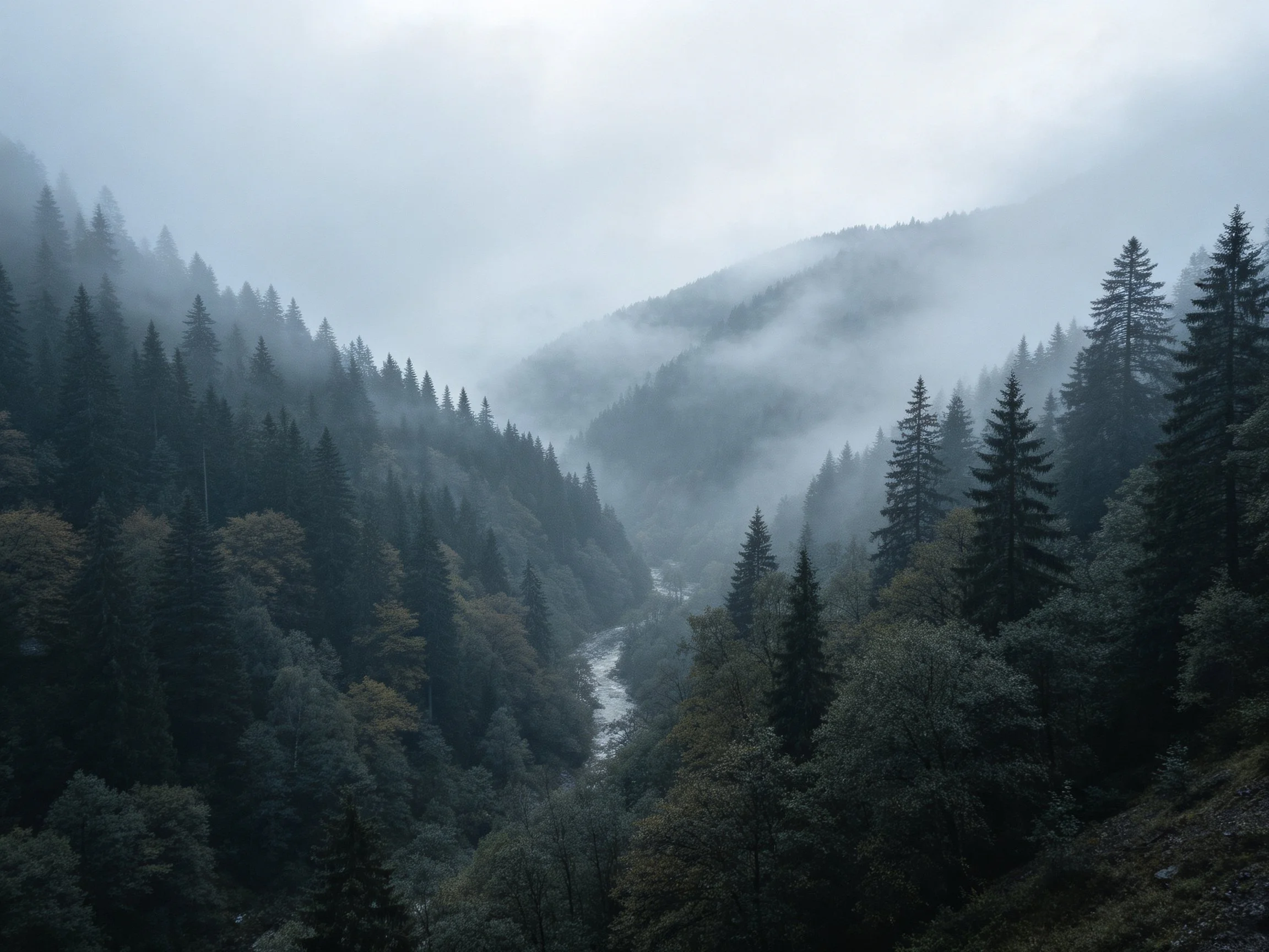 Misty Forest Valley with Dense Evergreen Trees and Fog-Shrouded Mountains