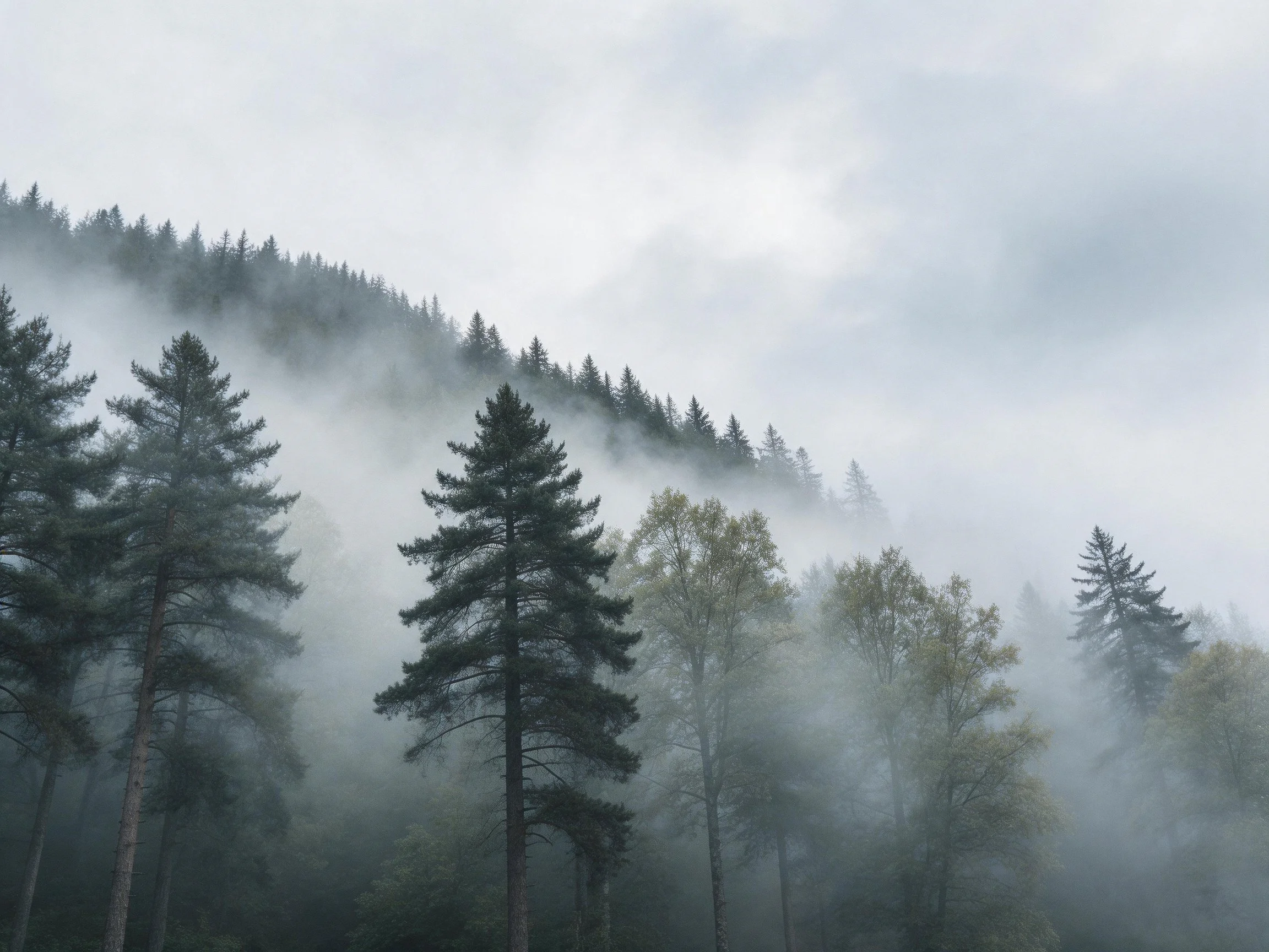 Misty Forest with Tall Evergreens and Fog-Covered Terrain