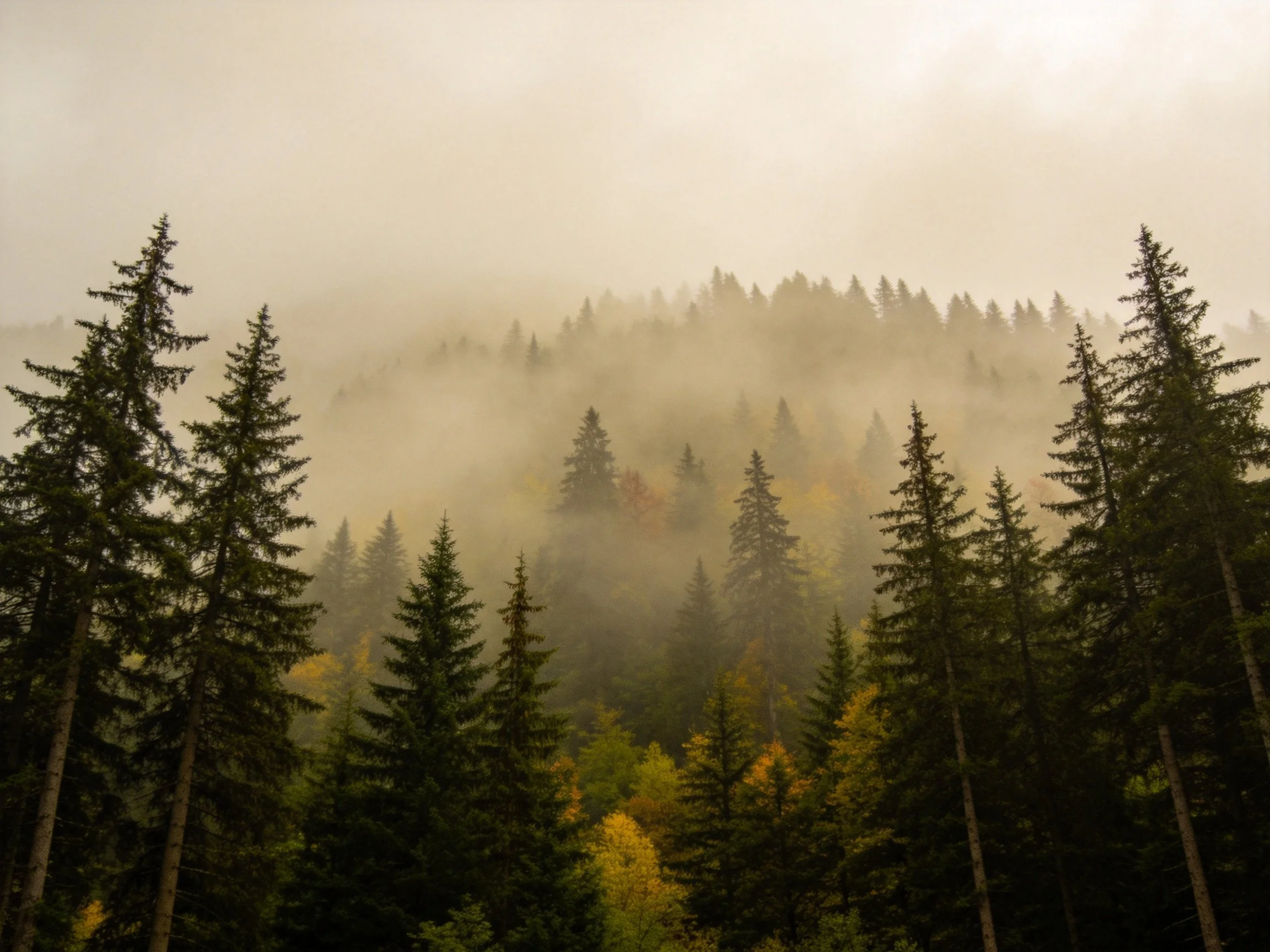 Misty Forest with Tall Evergreens and Hazy Atmosphere