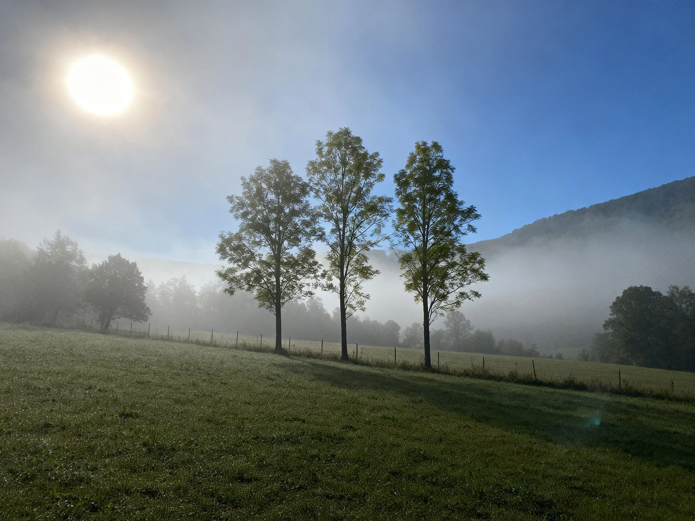 Misty Morning Field with Three Tall Trees