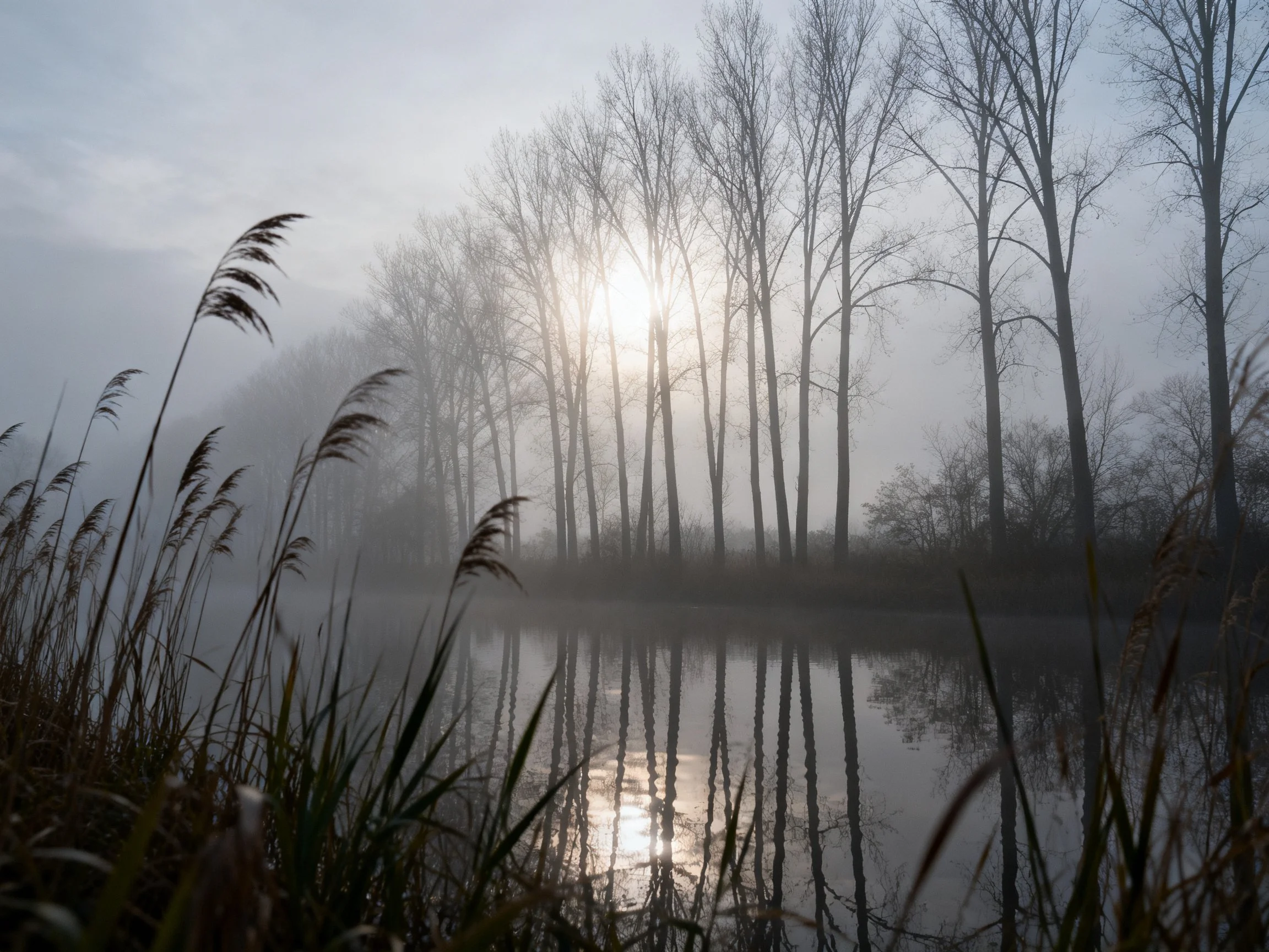 Misty Morning Landscape with Tall Bare Trees and Reflective Water
