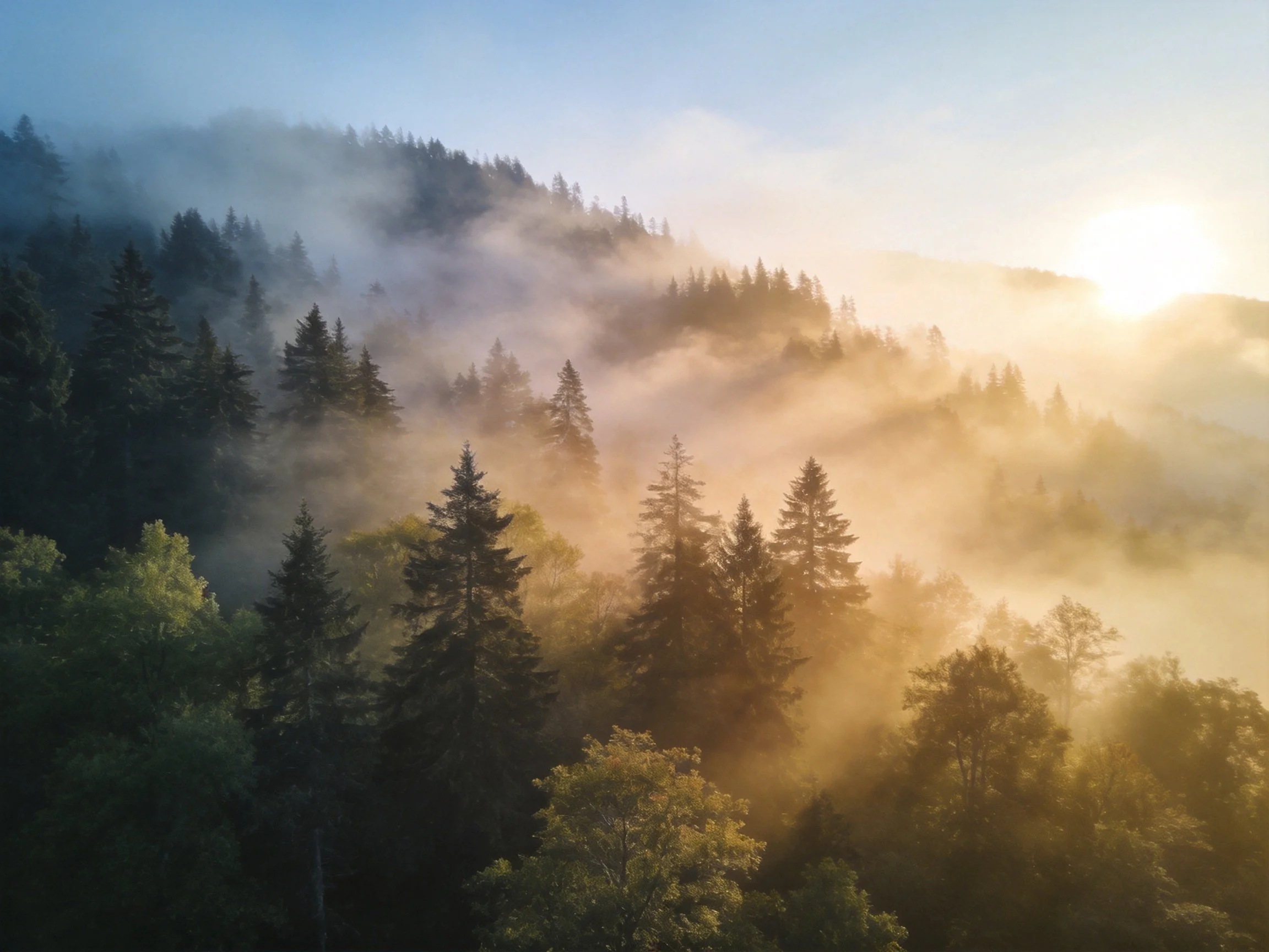 Misty Morning Light Over Diverse Forested Hills