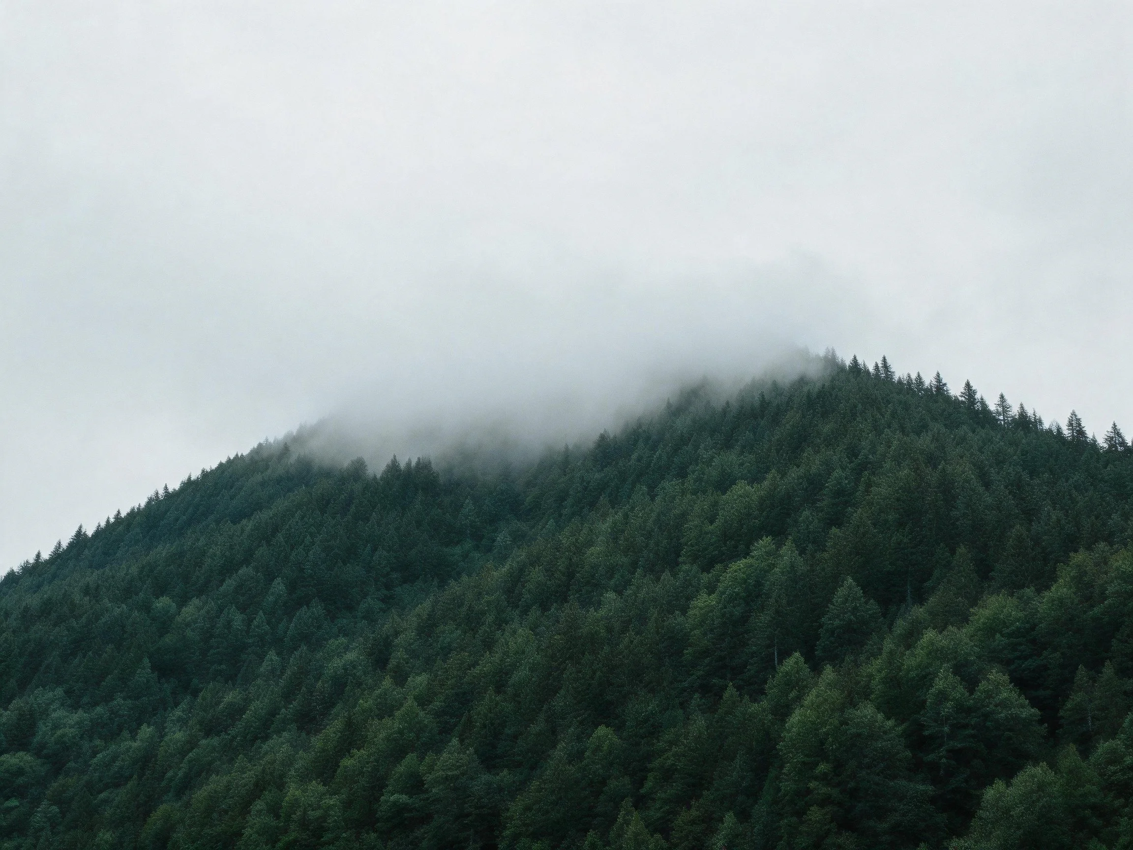 Misty Peak with Dense Green Forest Landscape