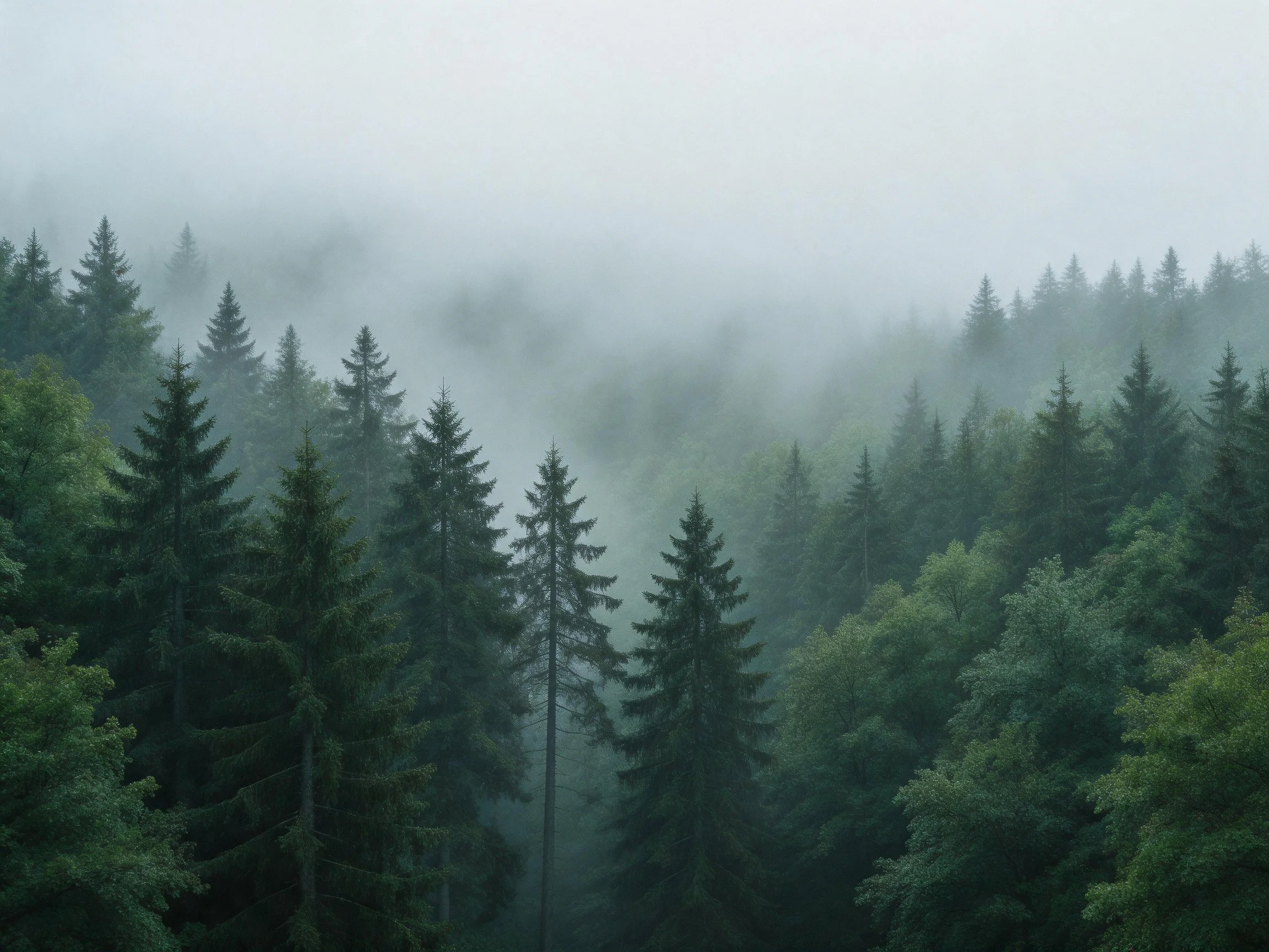 Misty forest landscape with diverse evergreen and deciduous trees