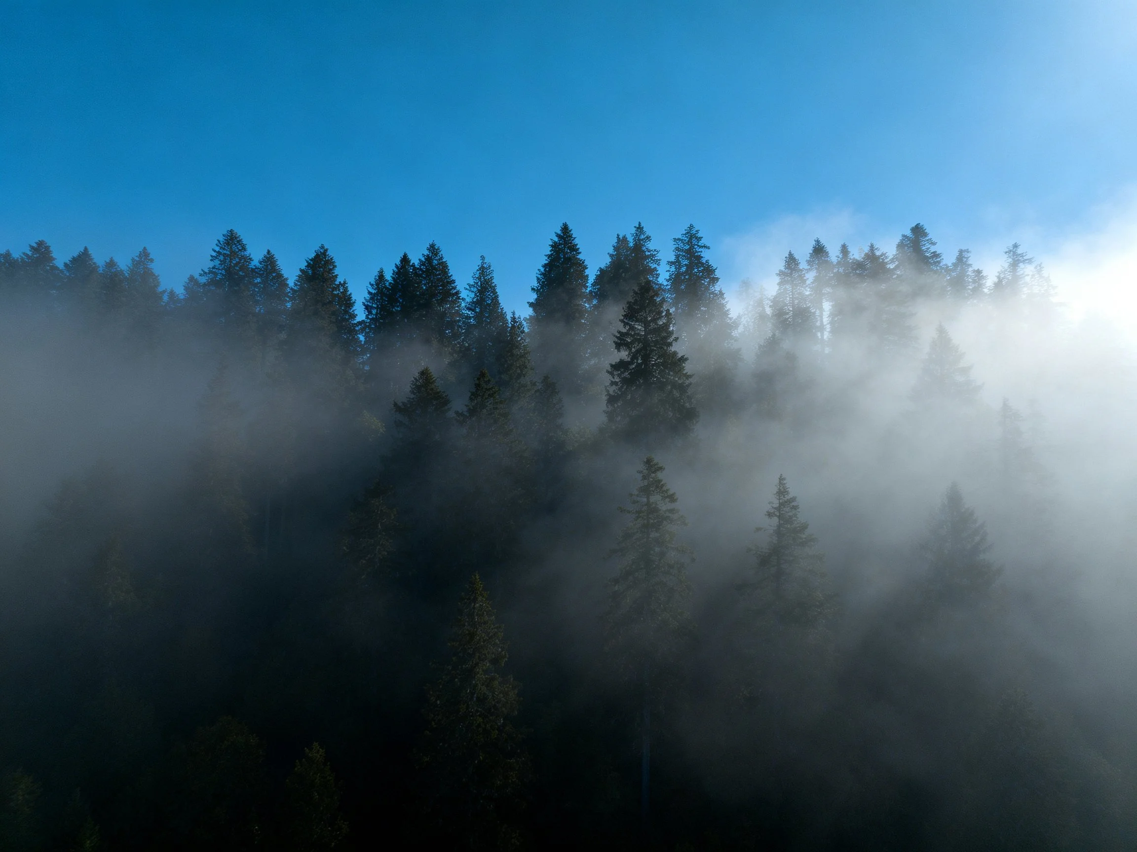 Misty forest landscape with tall evergreen trees and clear blue sky