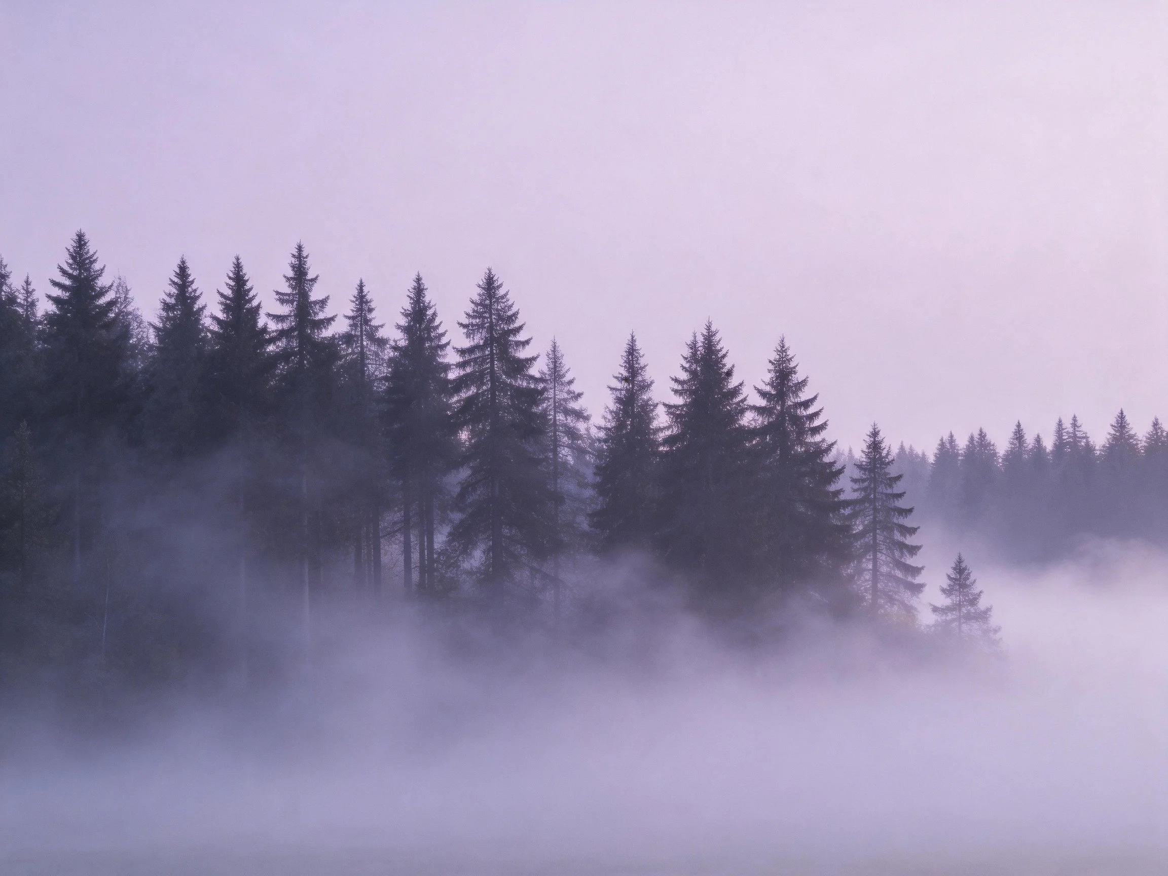 Misty forest landscape with tall evergreen trees and fog