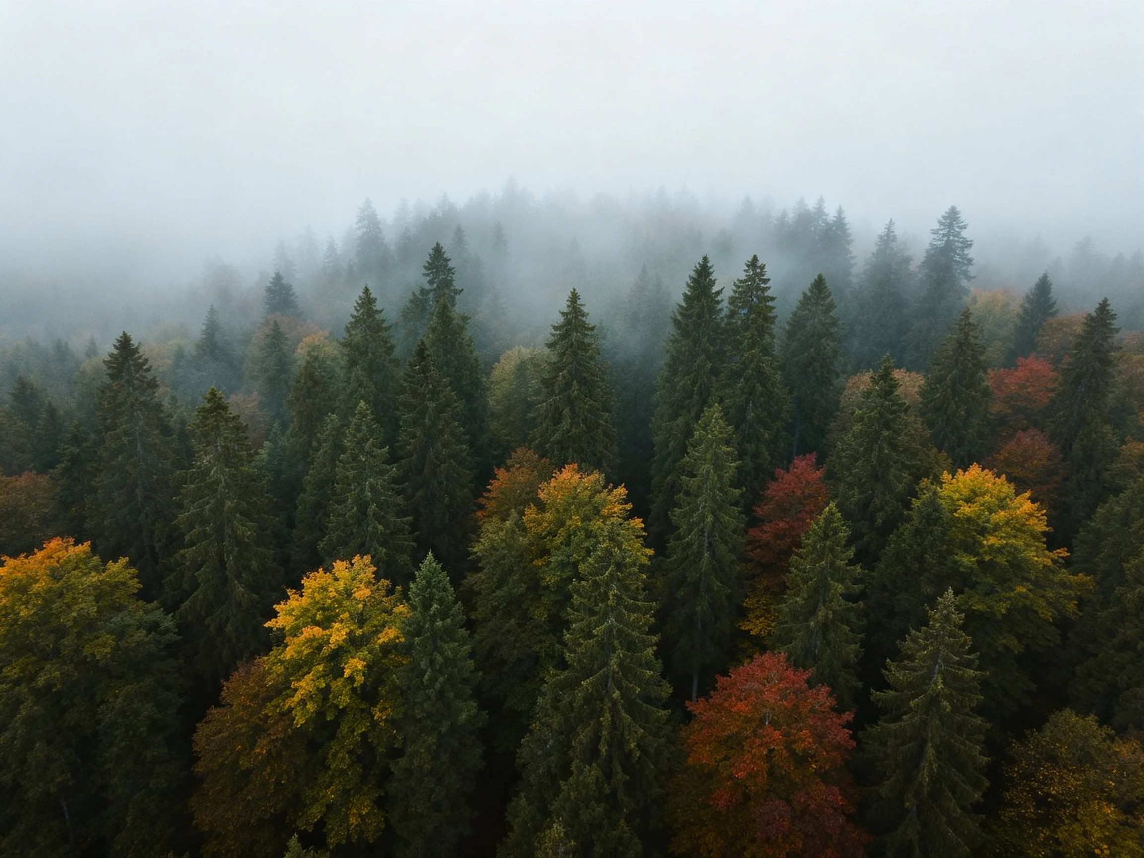 Misty forest with evergreen and autumn-colored trees