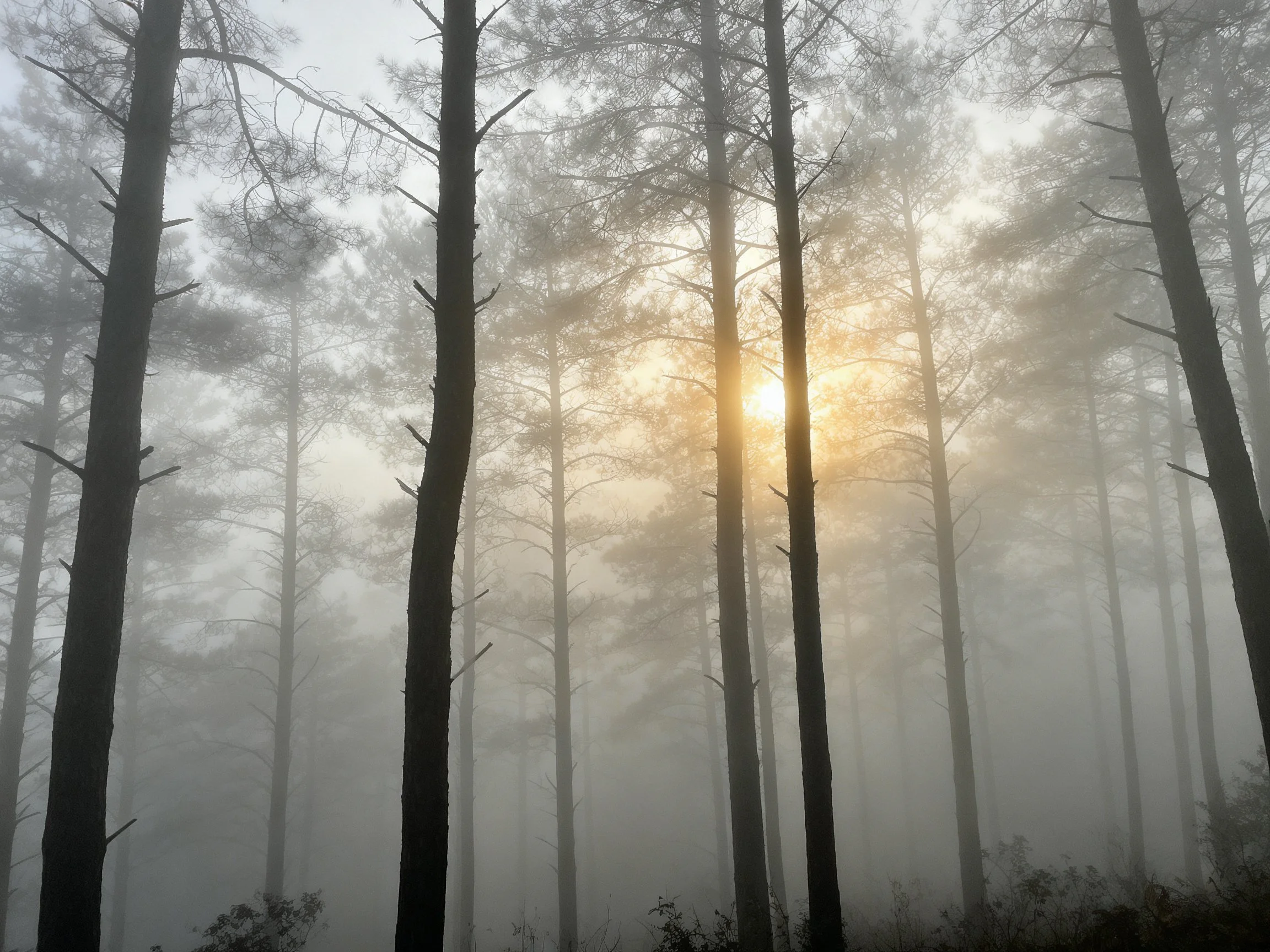 Misty forest with tall pine trees and golden sunlight filtering through