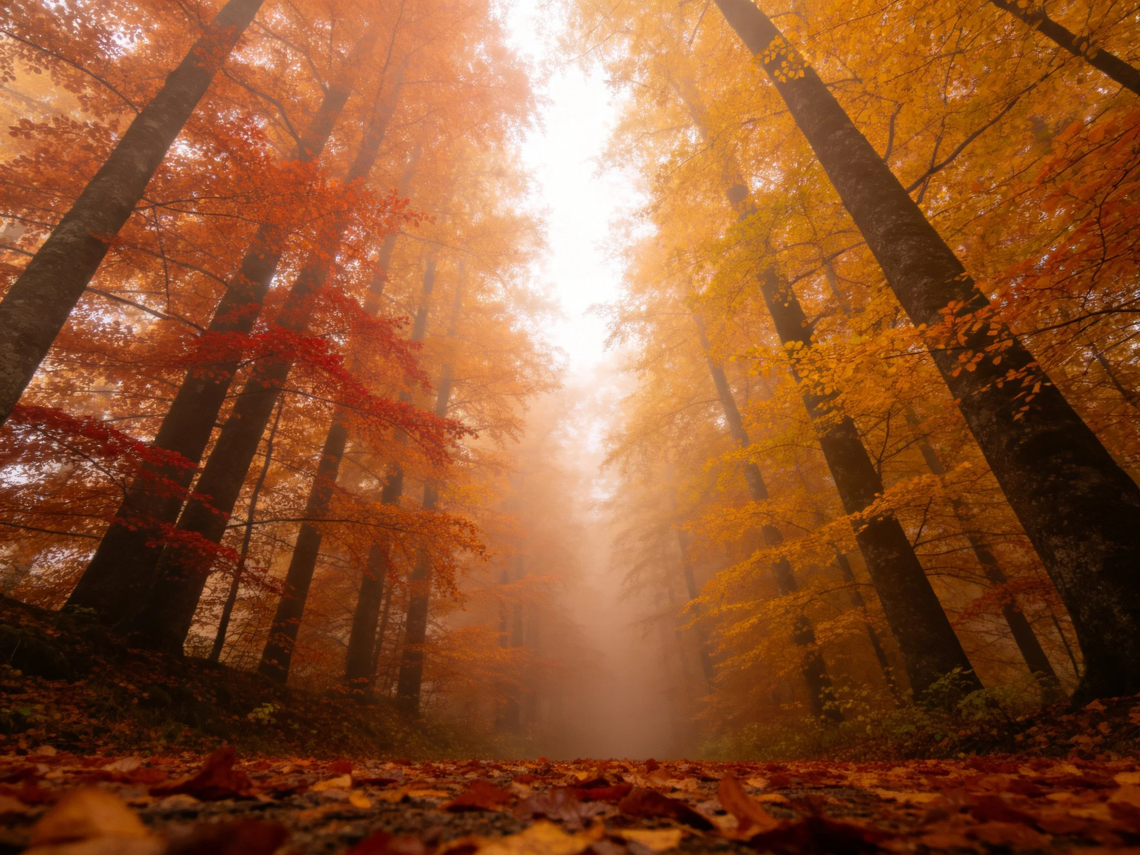 Misty forest with tall trees and colorful fall foliage