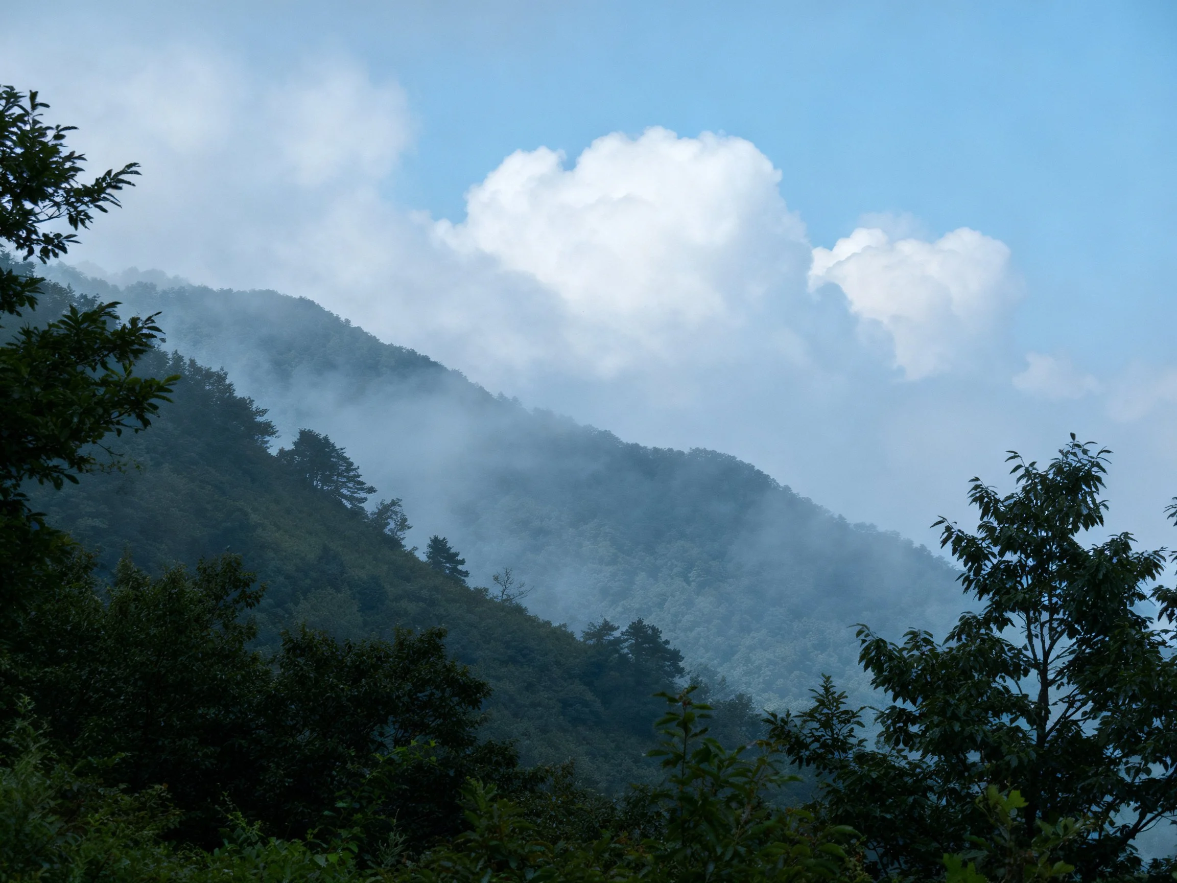 Misty mountain slopes with dense green forests and fluffy clouds